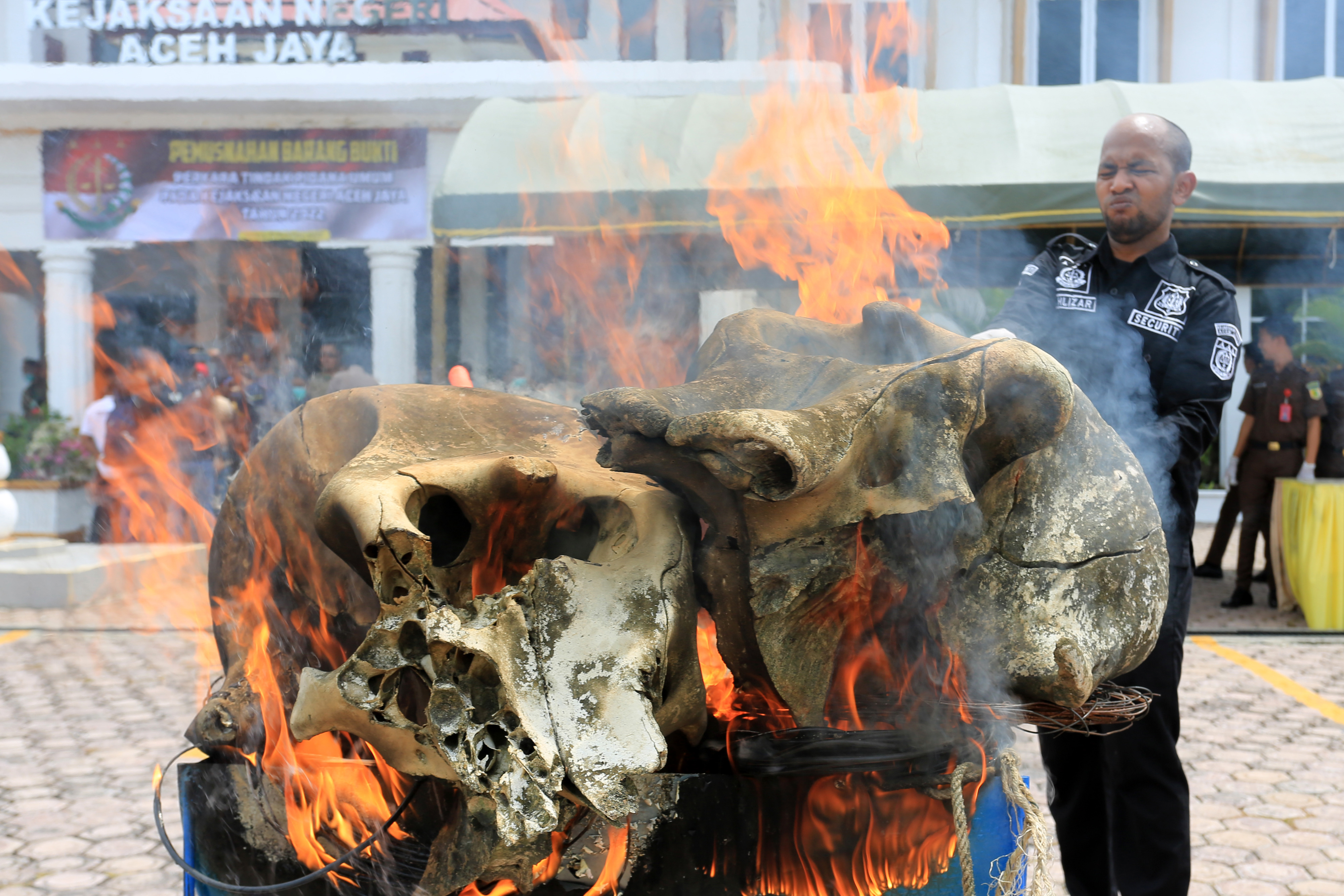 Pemusnahan Barang Bukti Kasus Gajah Sumatera di Aceh Jaya
