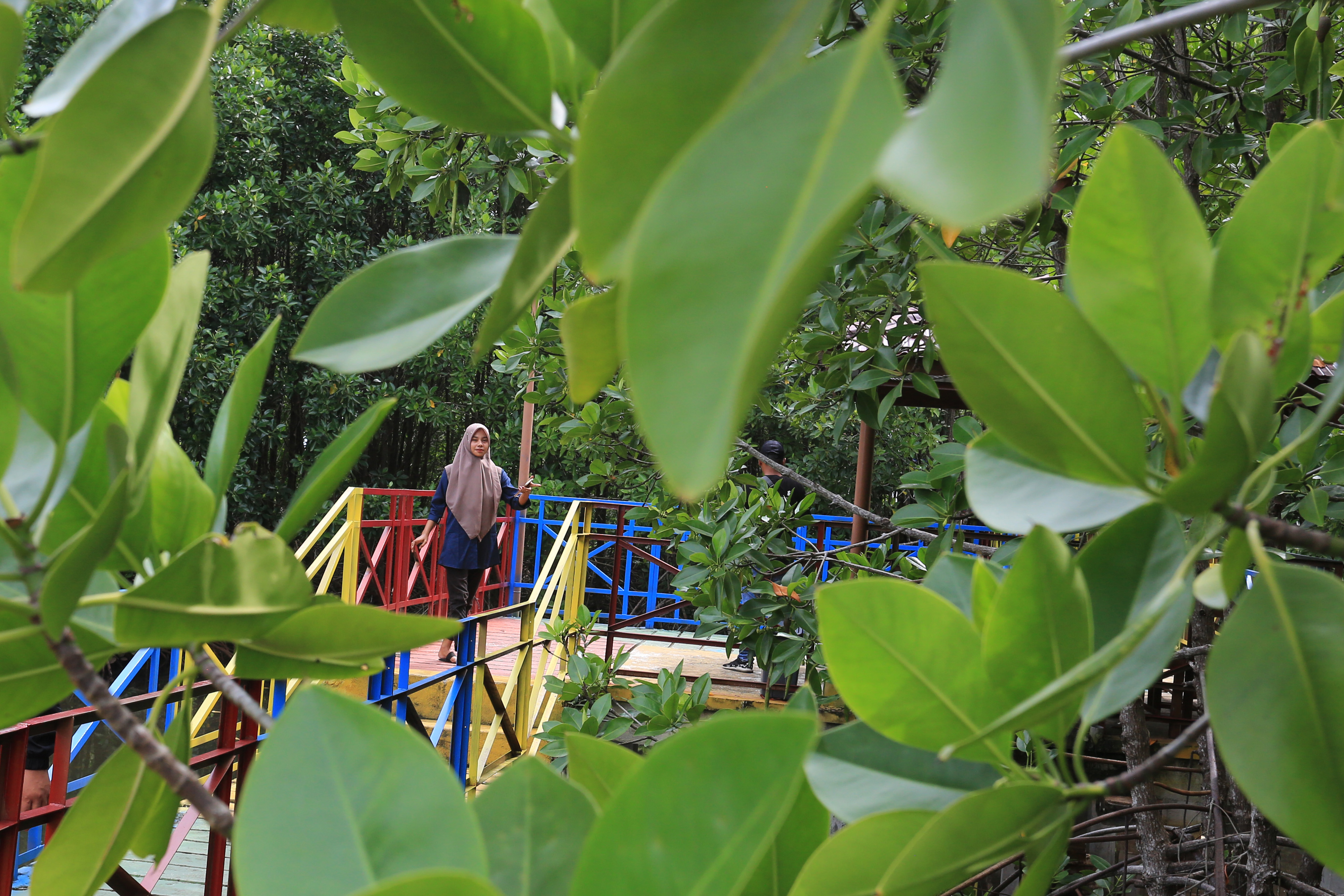 Pengembangan Ekowisata Mangrove Aceh Jaya