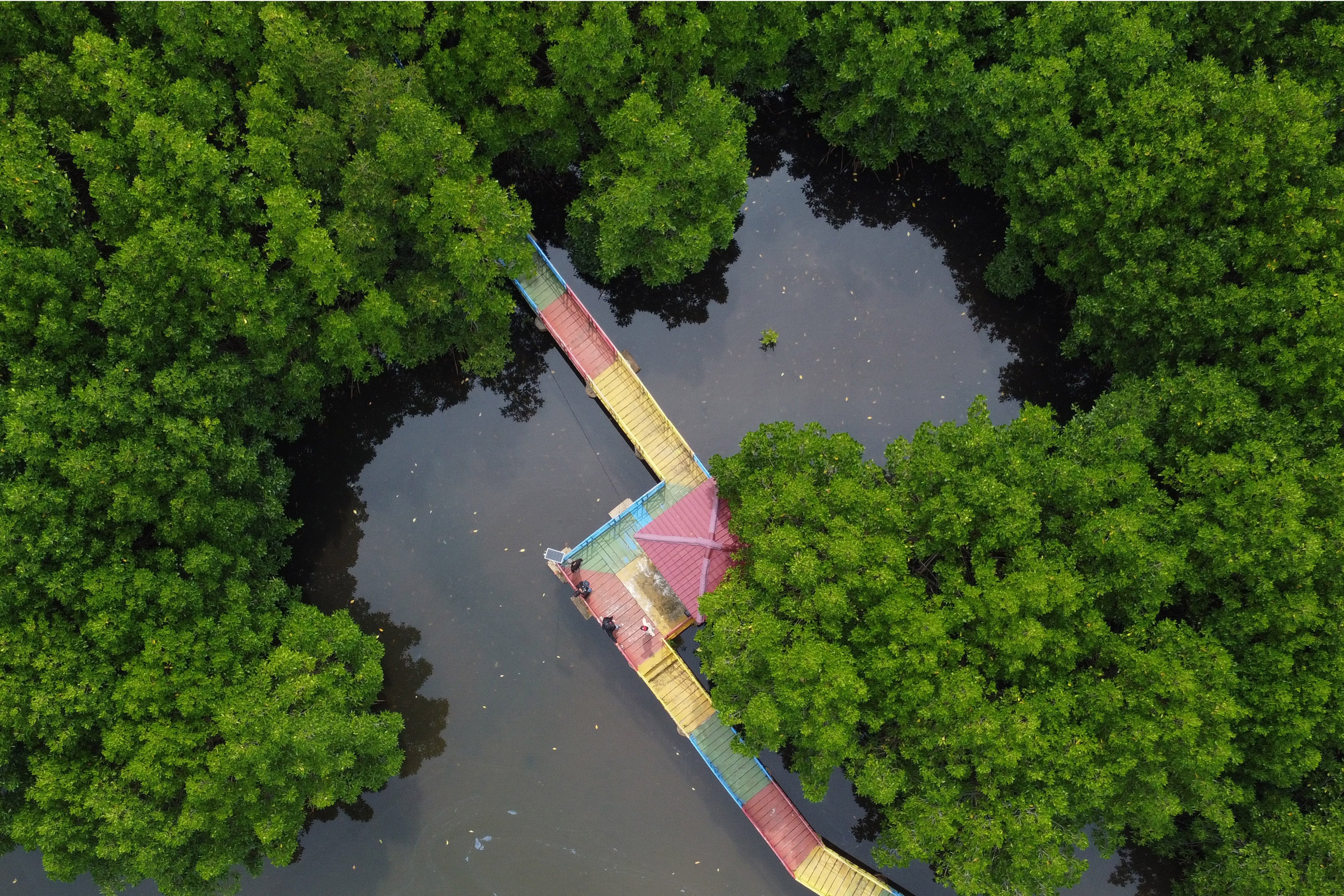 Pengembangan Ekowisata Mangrove Aceh Jaya