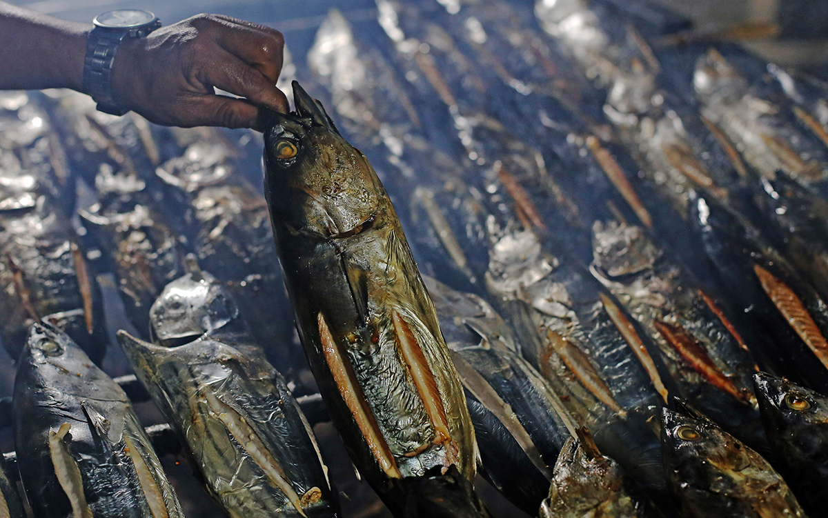 Ikan Fufu Pulau Bacan