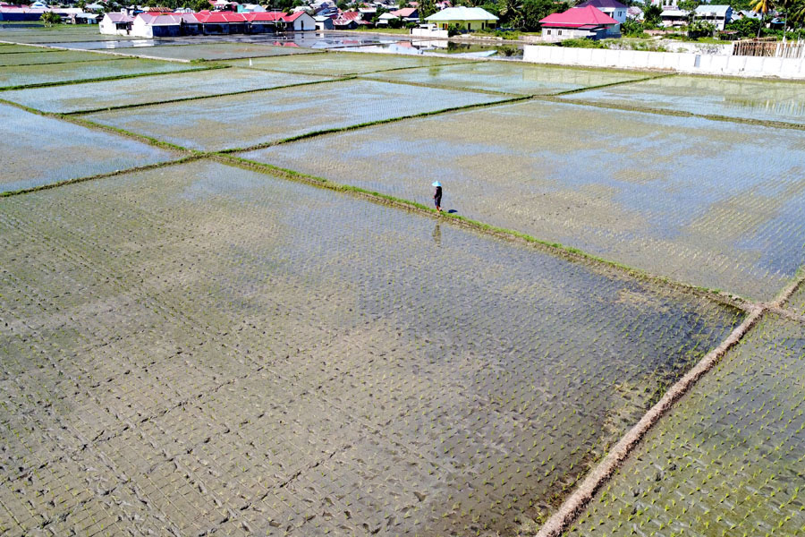 Luas Panen Padi Gorontalo