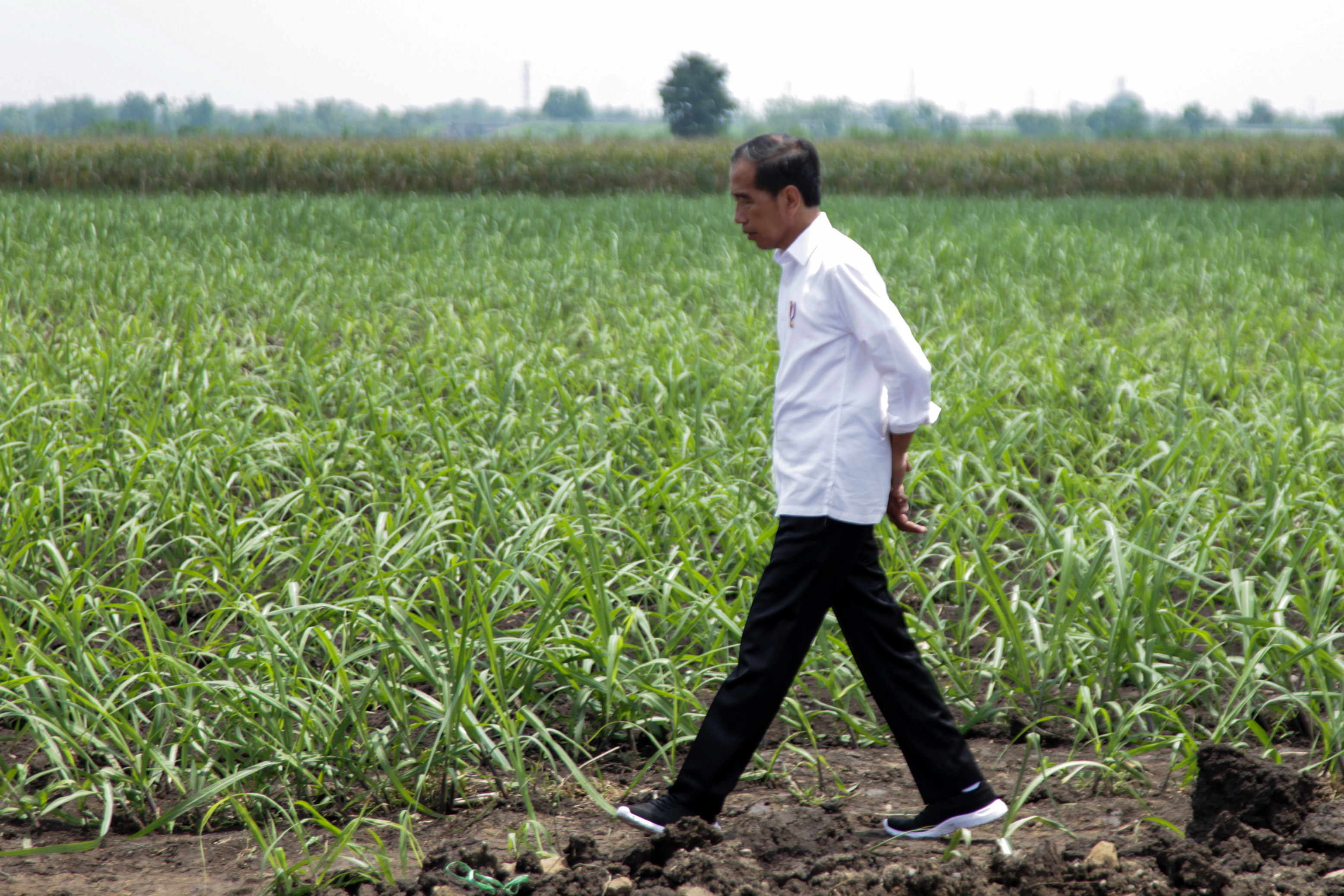 Kunjungan Presiden Jokowi di Mojokerto
