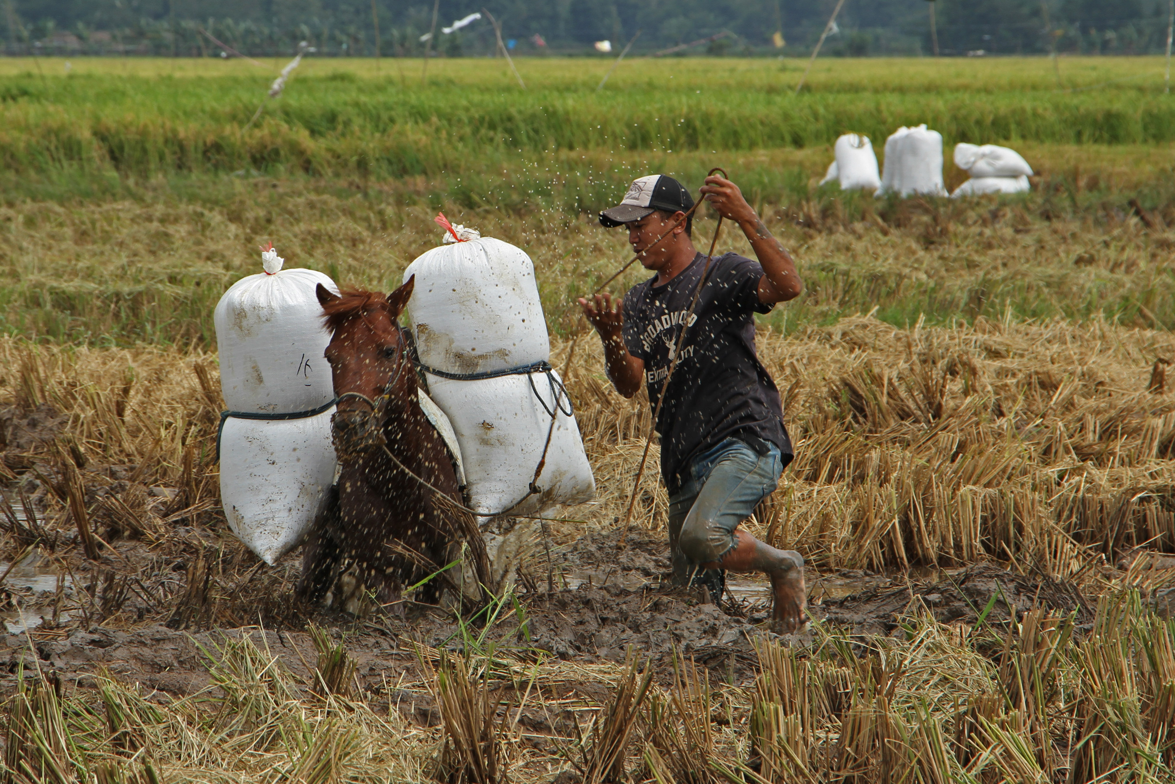 Jasa Angkut Gabah Menggunakan Kuda