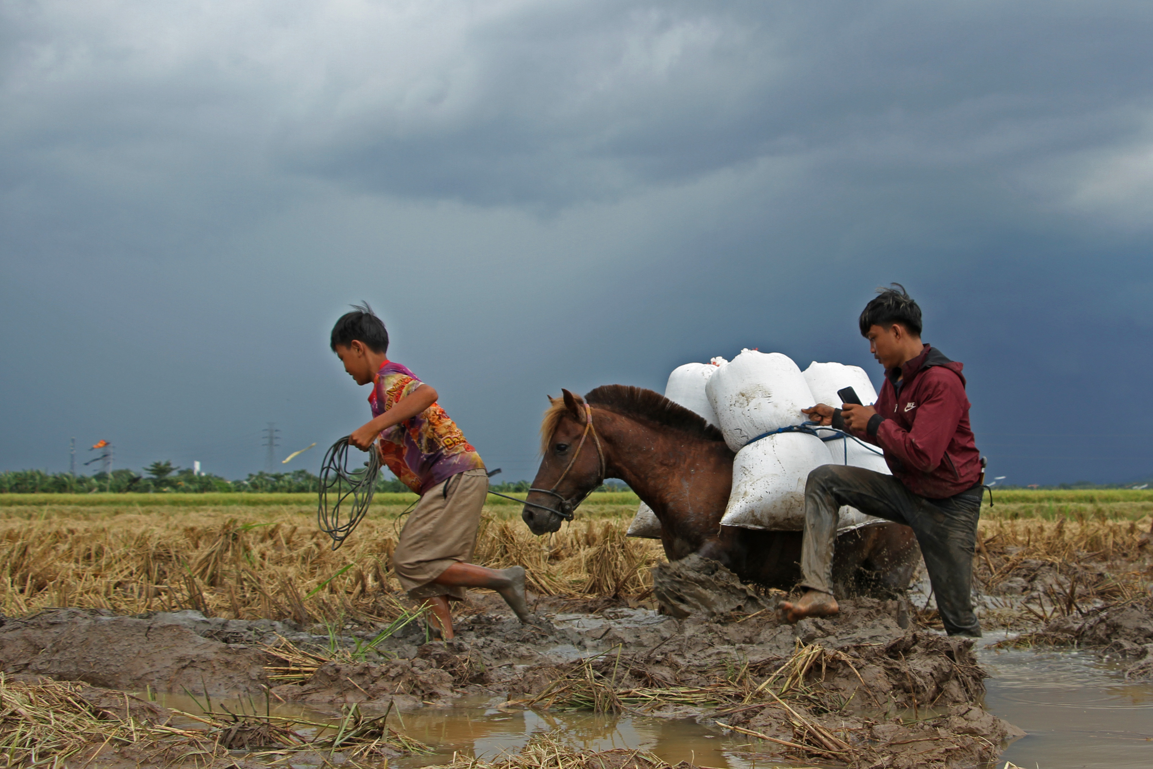 Jasa Angkut Gabah Menggunakan Kuda
