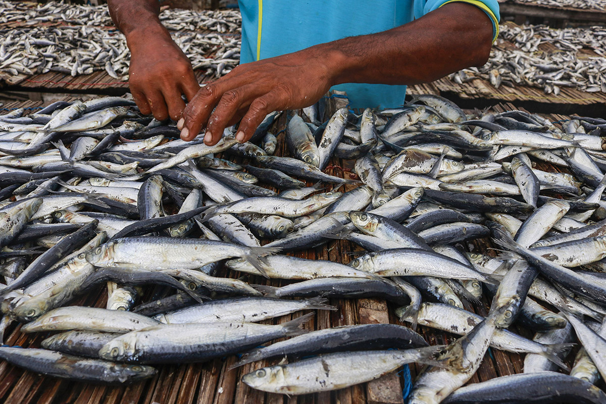 Penjualan Ikan Asin di Muara Angke