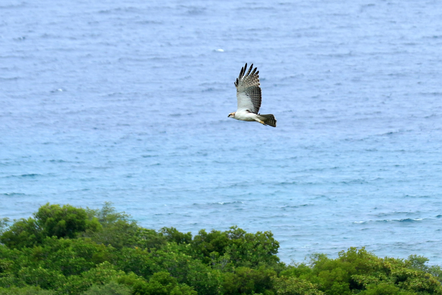 Populasi Elang Laut Dada Putih