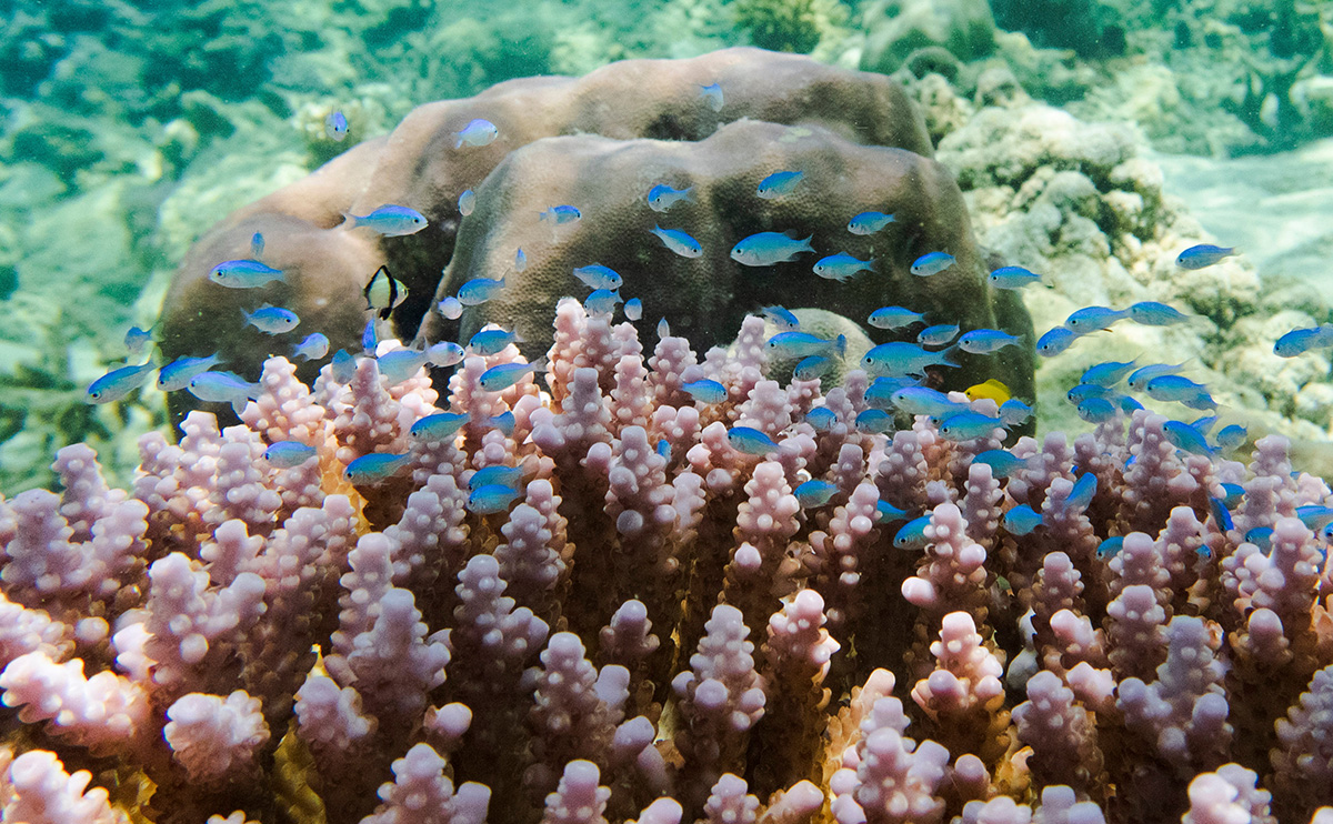 Potensi Wisata Bawah Laut Pantai Balanan Situbondo