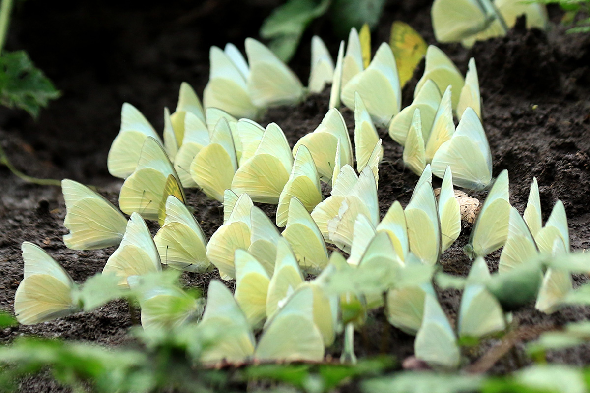 Musim Kupu Kupu di  TN Baluran