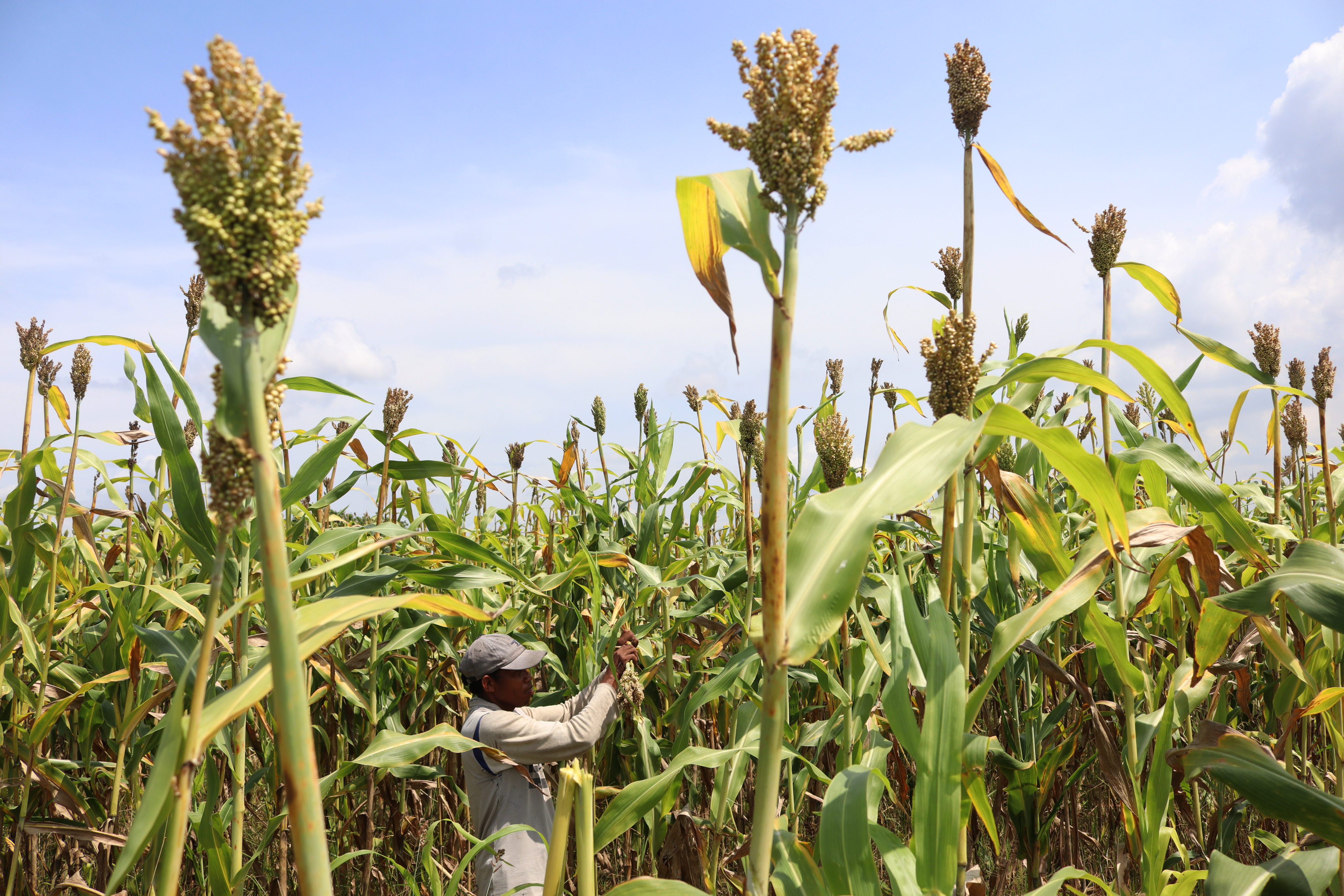 Budidaya Sorgum Jombang
