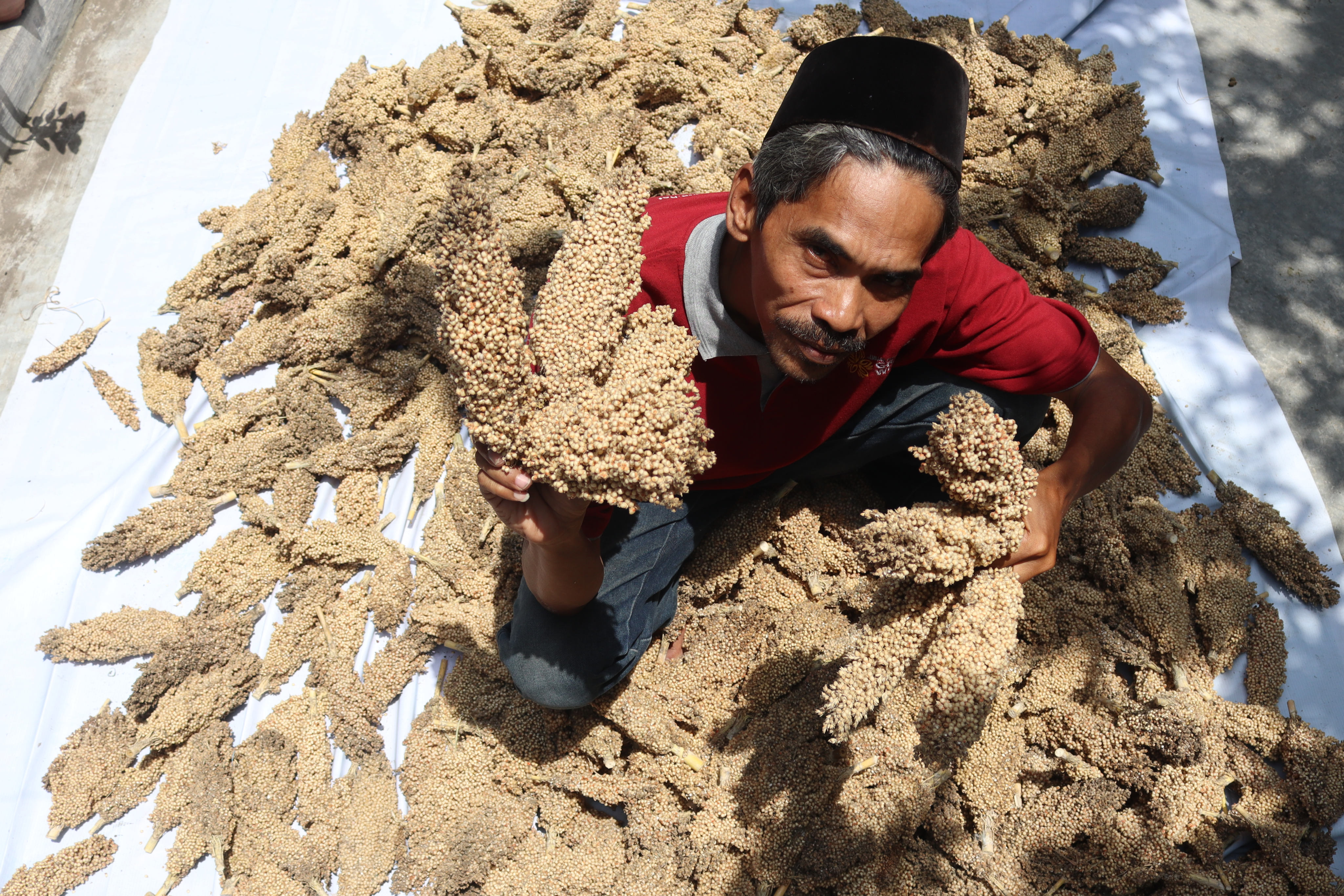Budidaya Sorgum Jombang