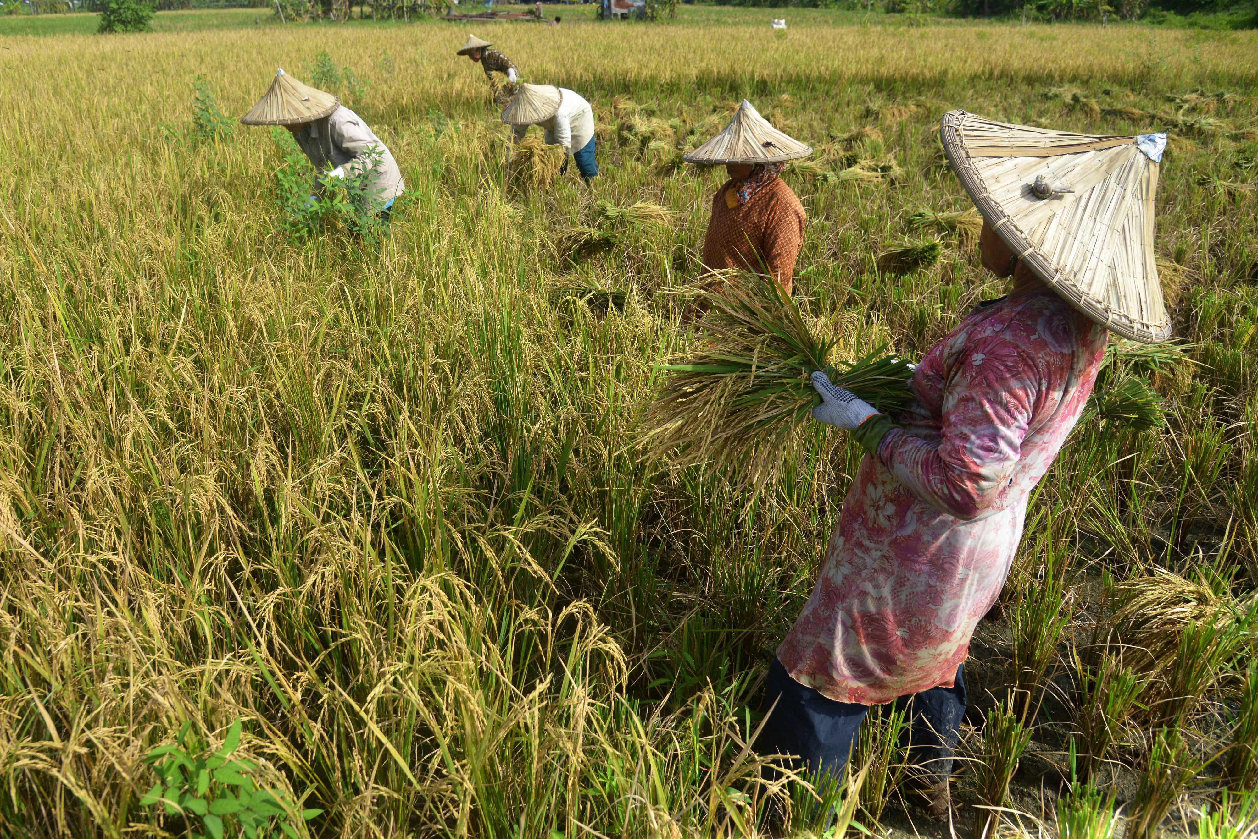 Penyaluran KUR Pertanian Lampaui Target