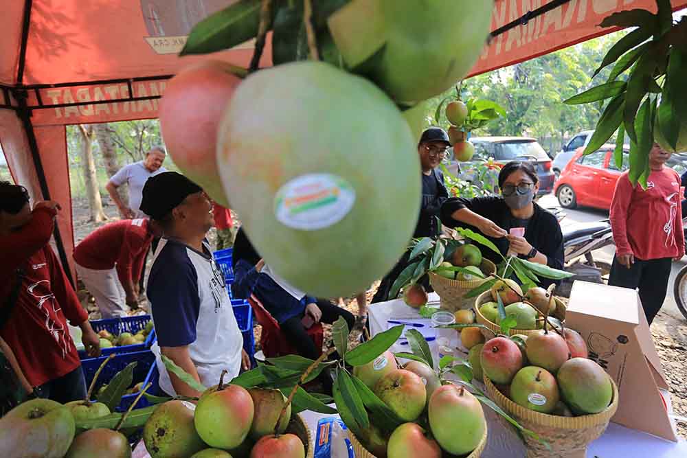 Festival Mangga 