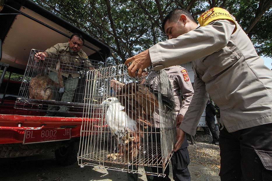 Petugas Balai Konservasi dan Polisi Sita Owa Sumatra serta Elang Brontok
