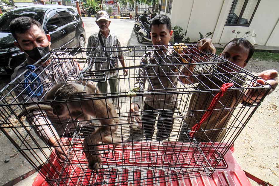 Petugas Balai Konservasi dan Polisi Sita Owa Sumatra serta Elang Brontok