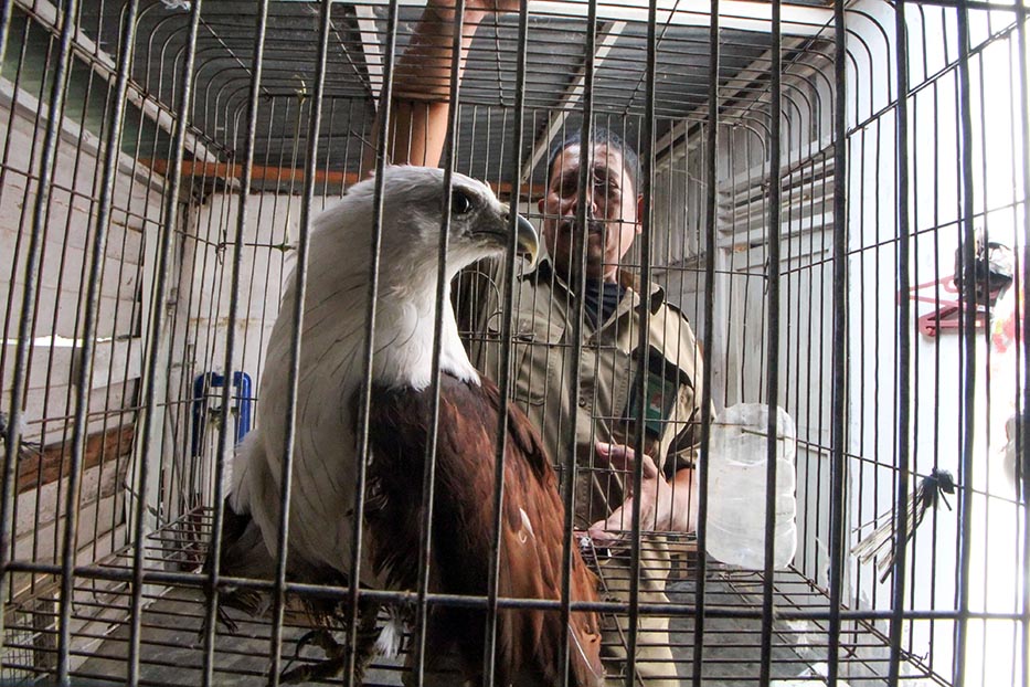 Petugas Balai Konservasi dan Polisi Sita Owa Sumatra serta Elang Brontok