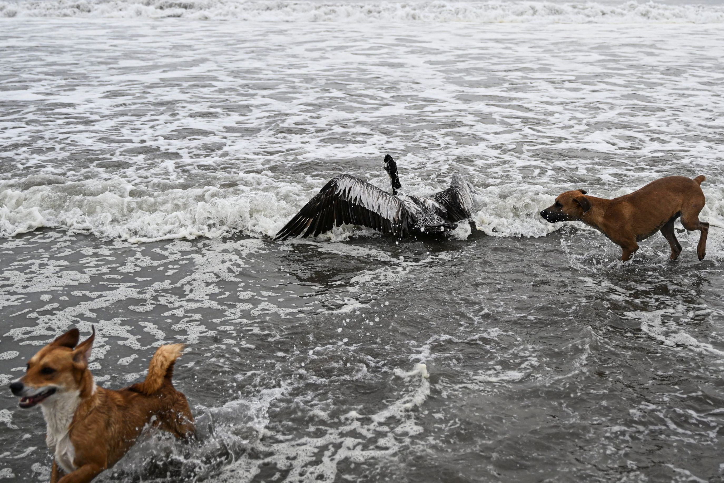 Bangkai Burung Pelikan Bertebaran di Pantai Peru  