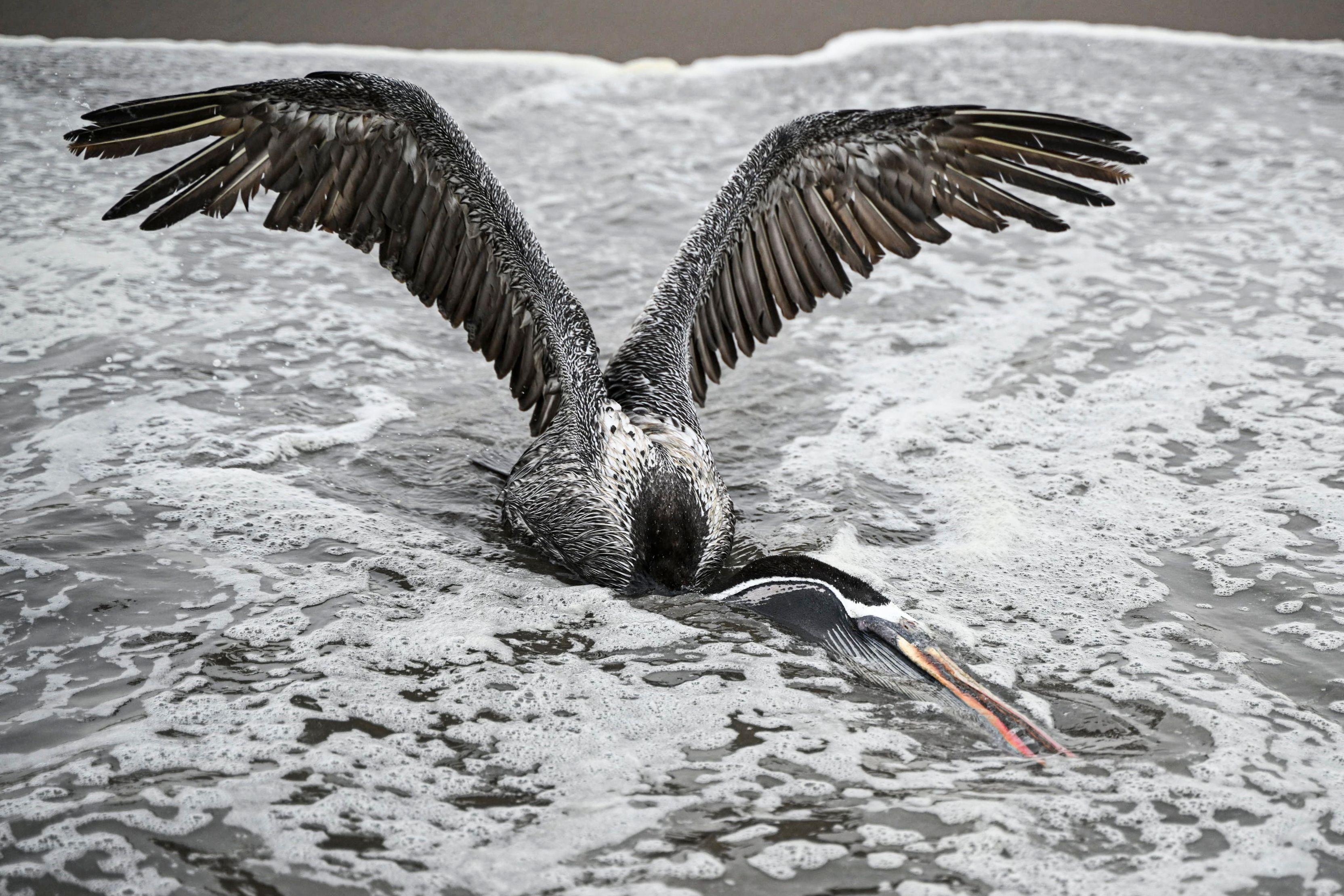 Bangkai Burung Pelikan Bertebaran di Pantai Peru  