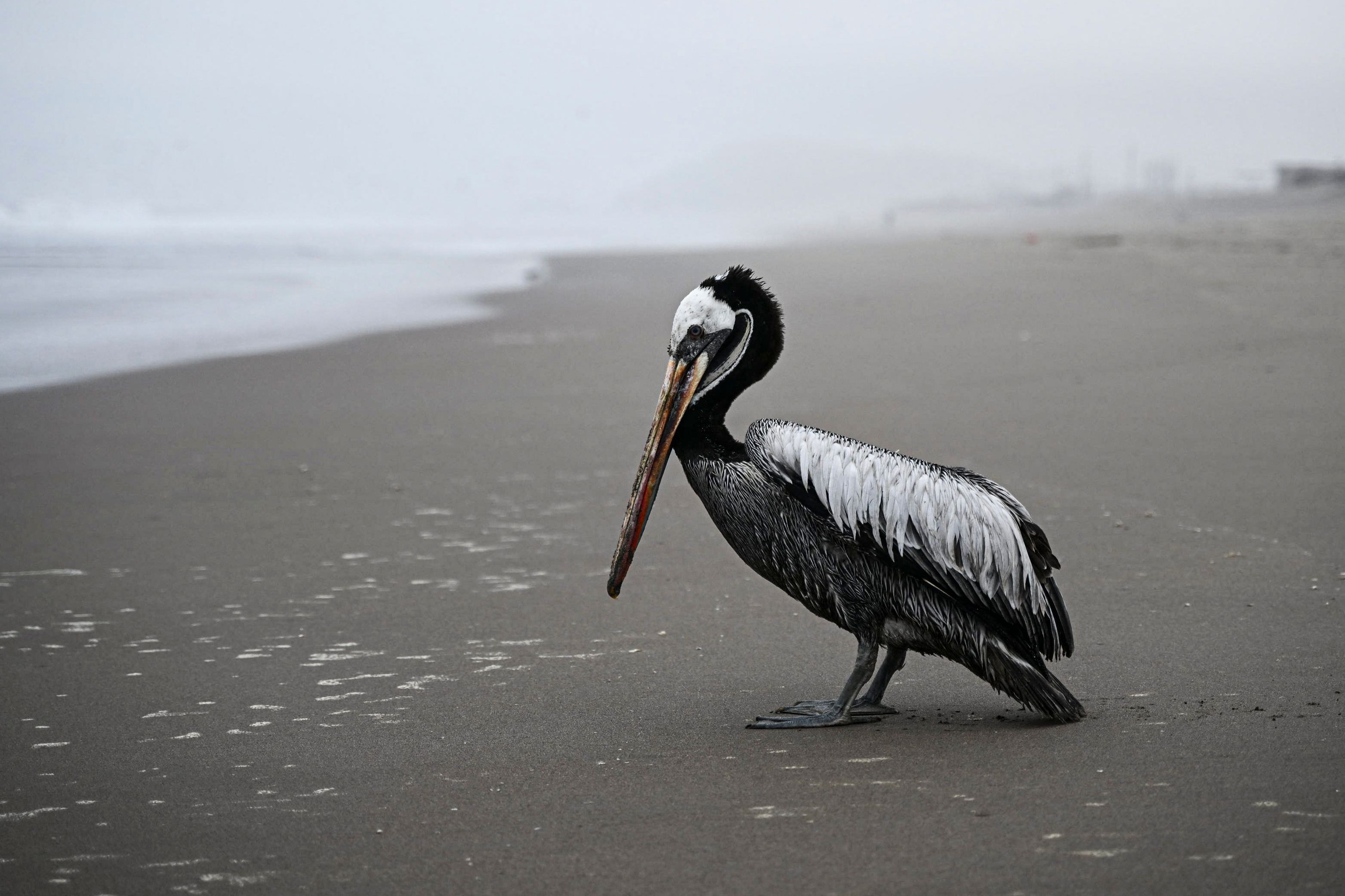Bangkai Burung Pelikan Bertebaran di Pantai Peru  
