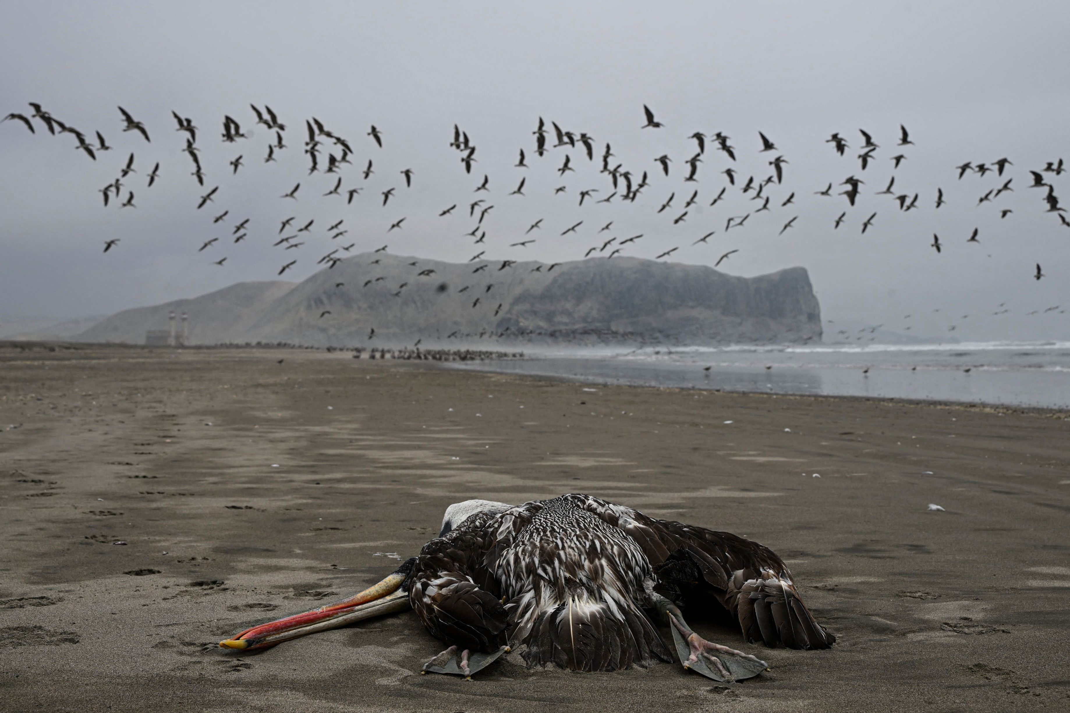 Bangkai Burung Pelikan Bertebaran di Pantai Peru  