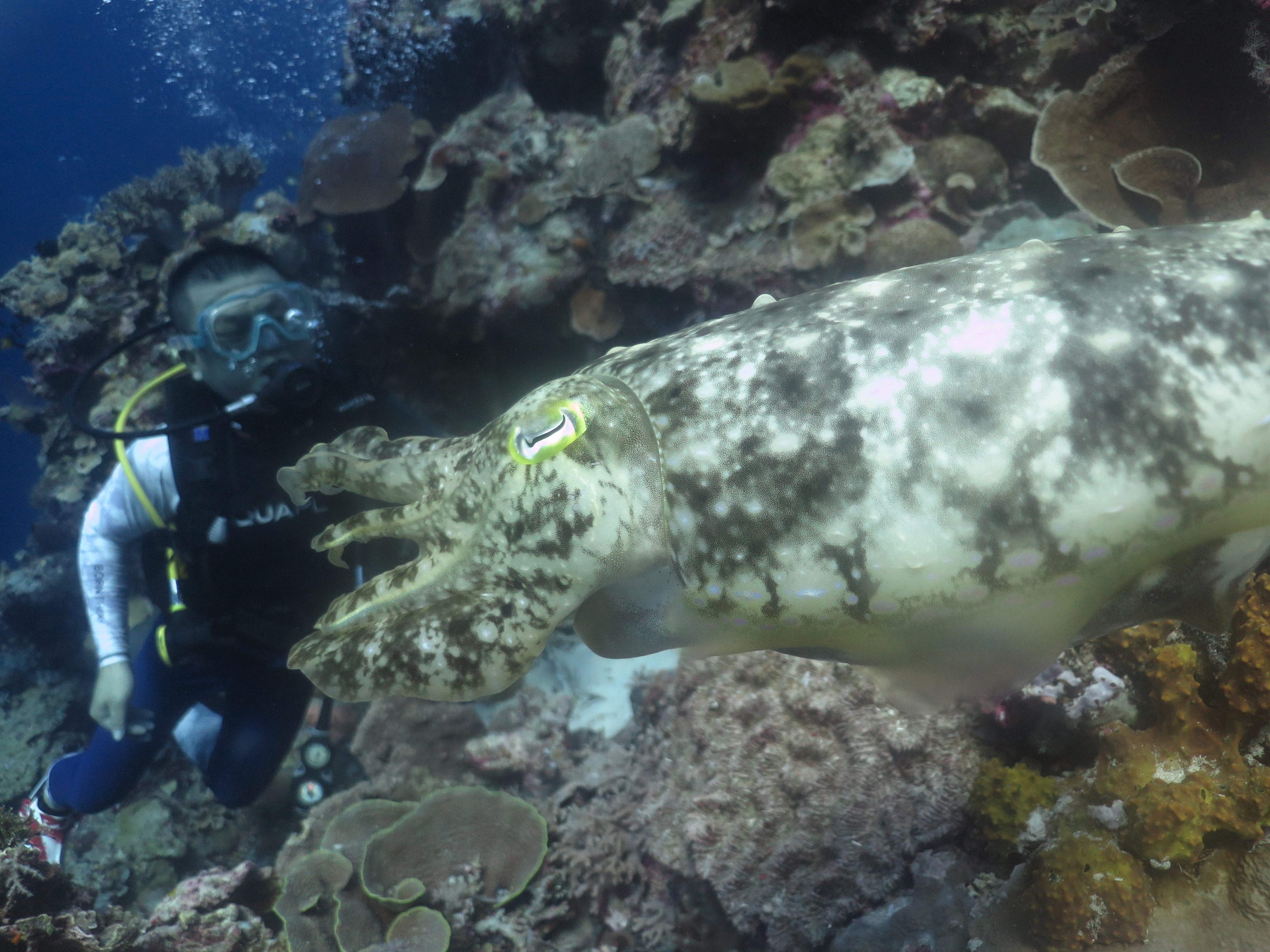 Menikmati Keindahan Bawah Laut Wakatobi