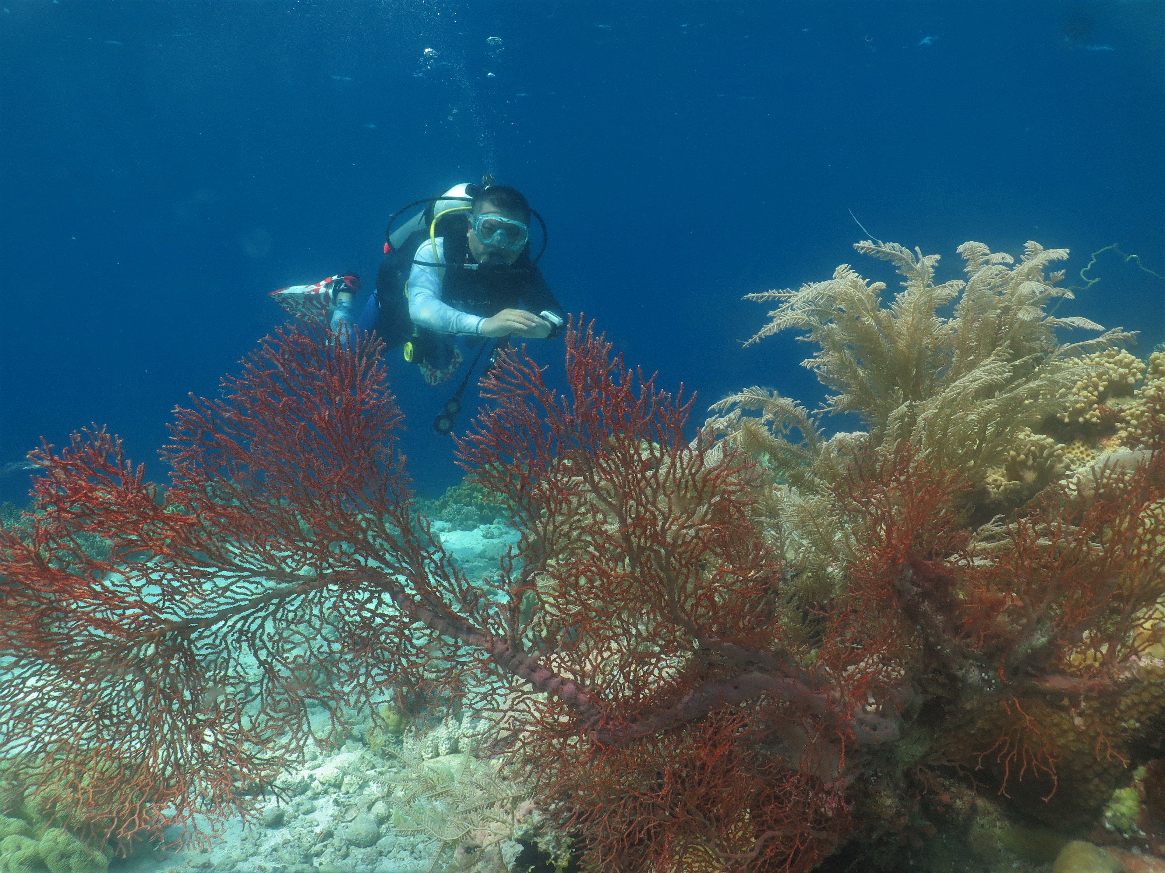Menikmati Keindahan Bawah Laut Wakatobi