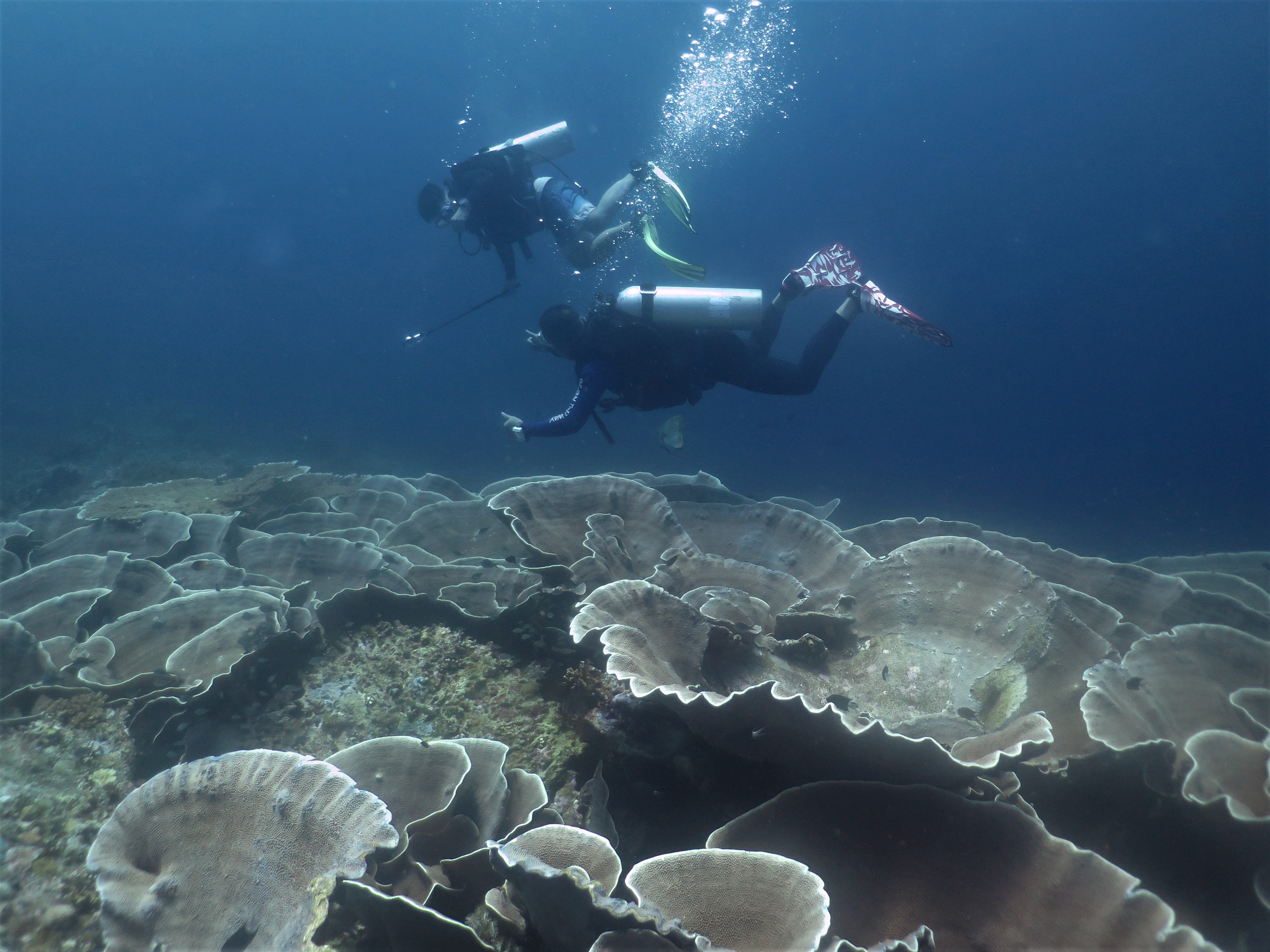 Menikmati Keindahan Bawah Laut Wakatobi