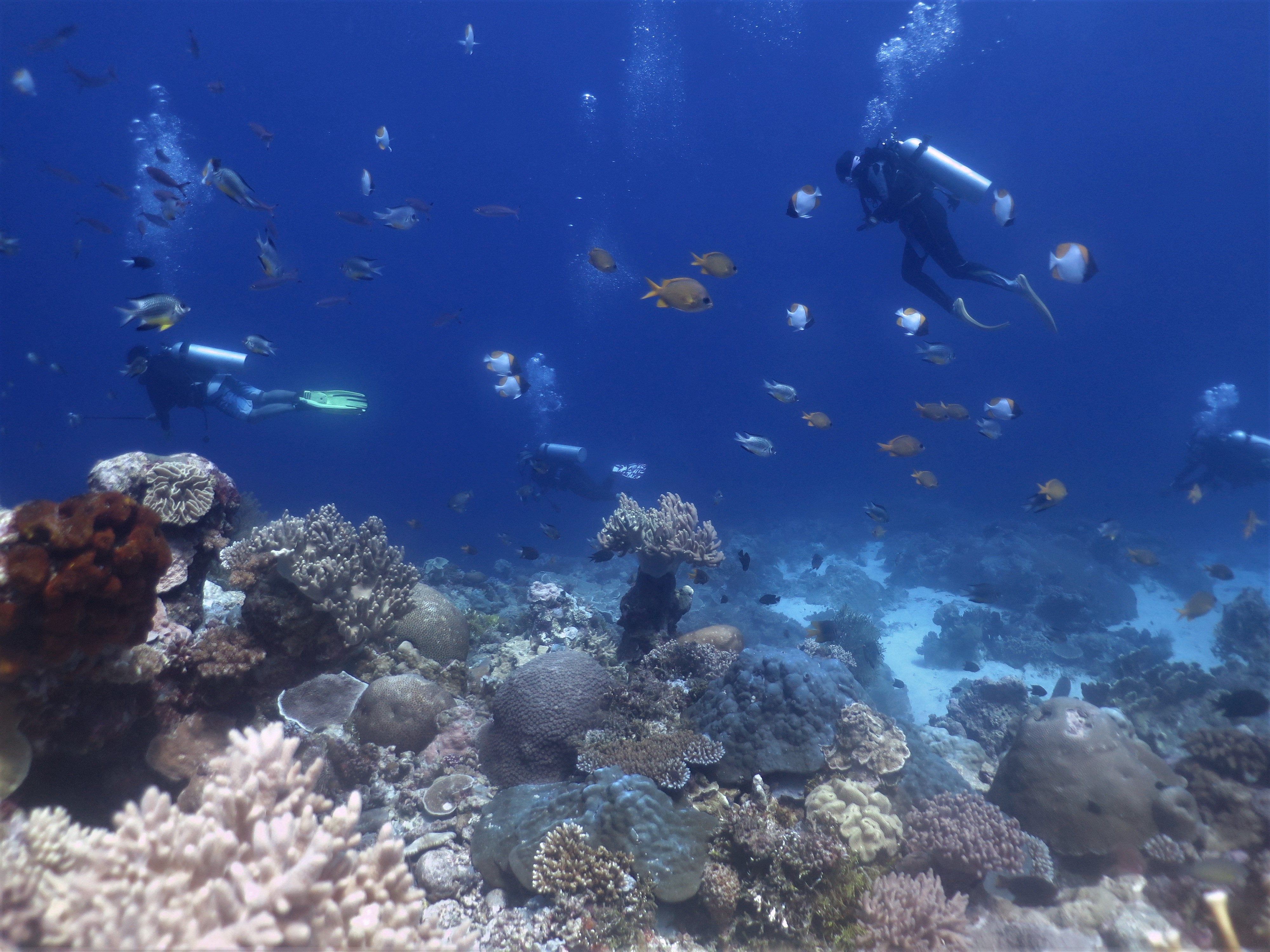 Menikmati Keindahan Bawah Laut Wakatobi