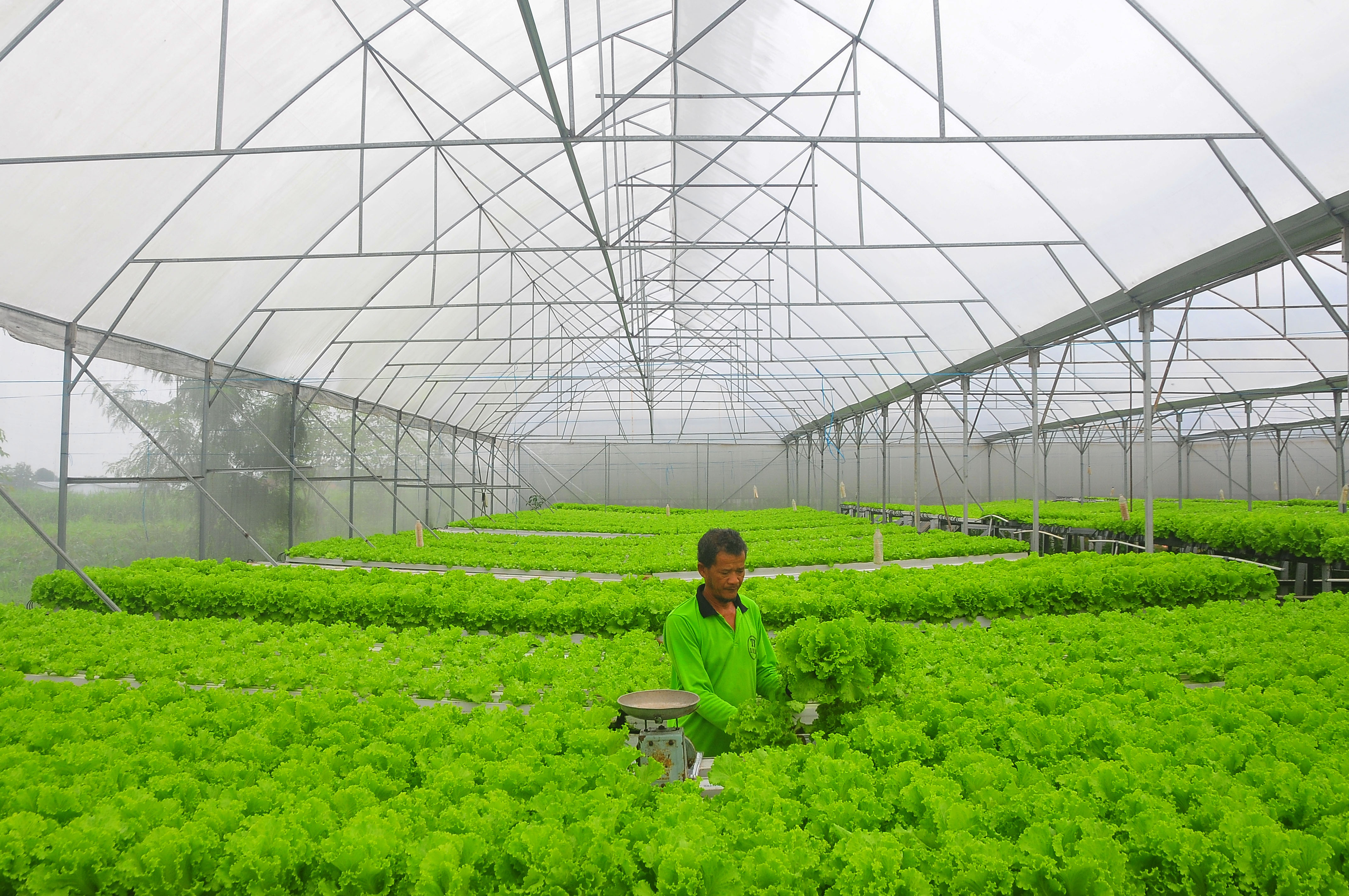 Budi Daya Sayuran selada Hidroponik