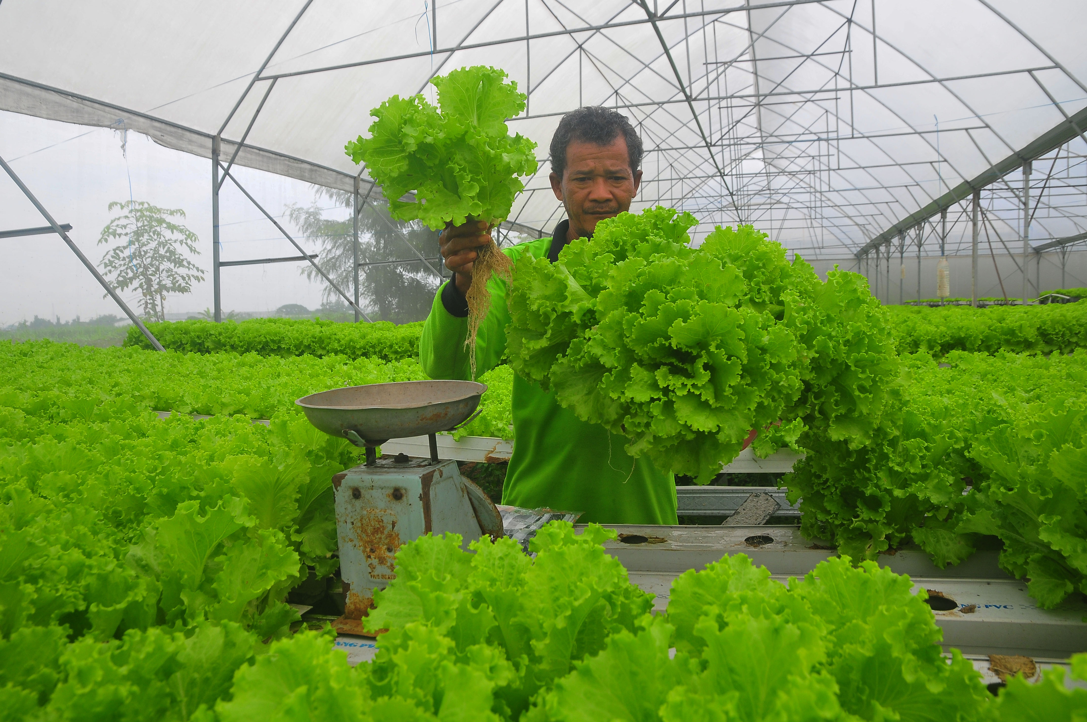 Budi Daya Sayuran selada Hidroponik