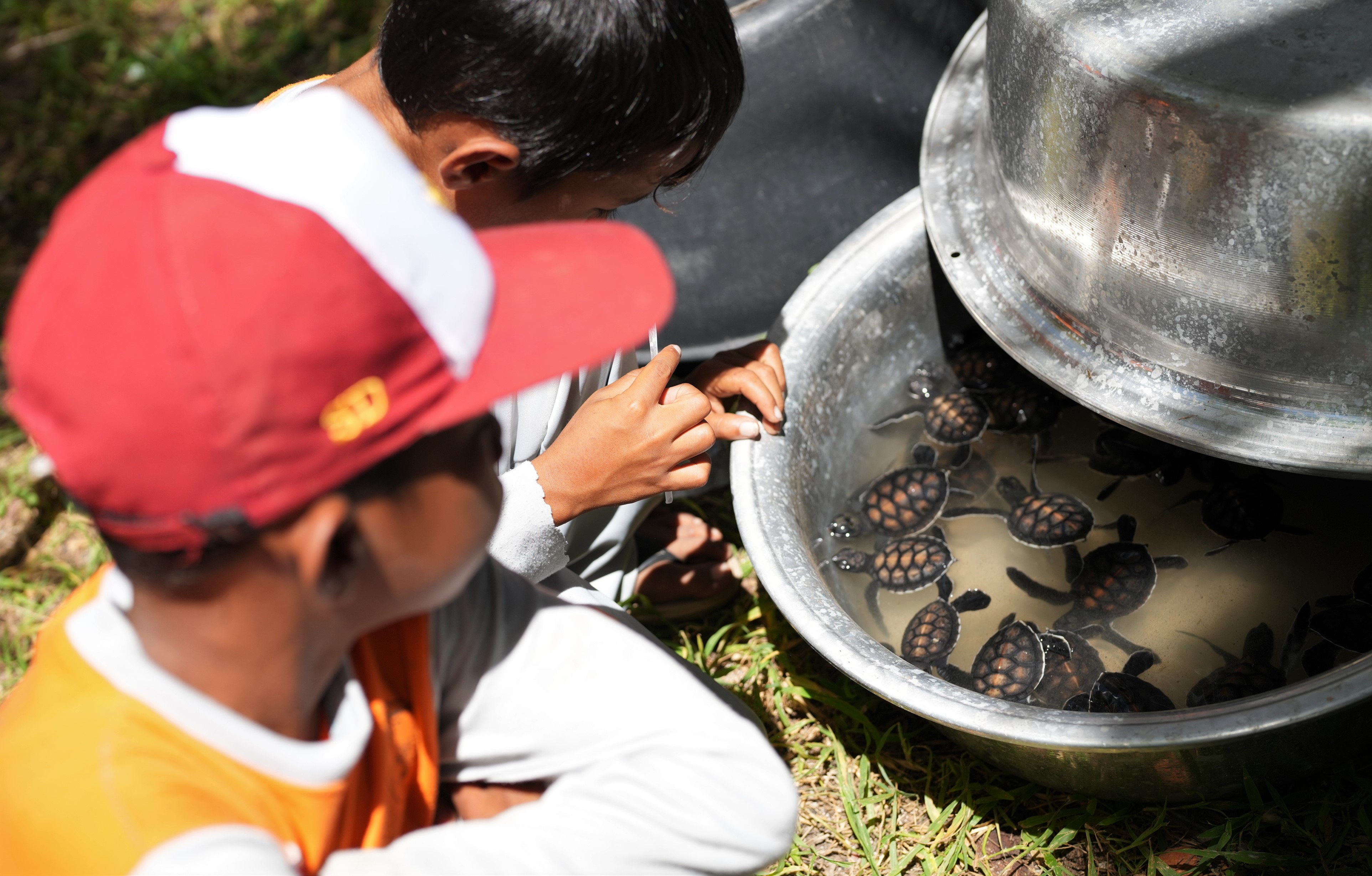 Populasi Penyu di Empat Pulau Wakatobi