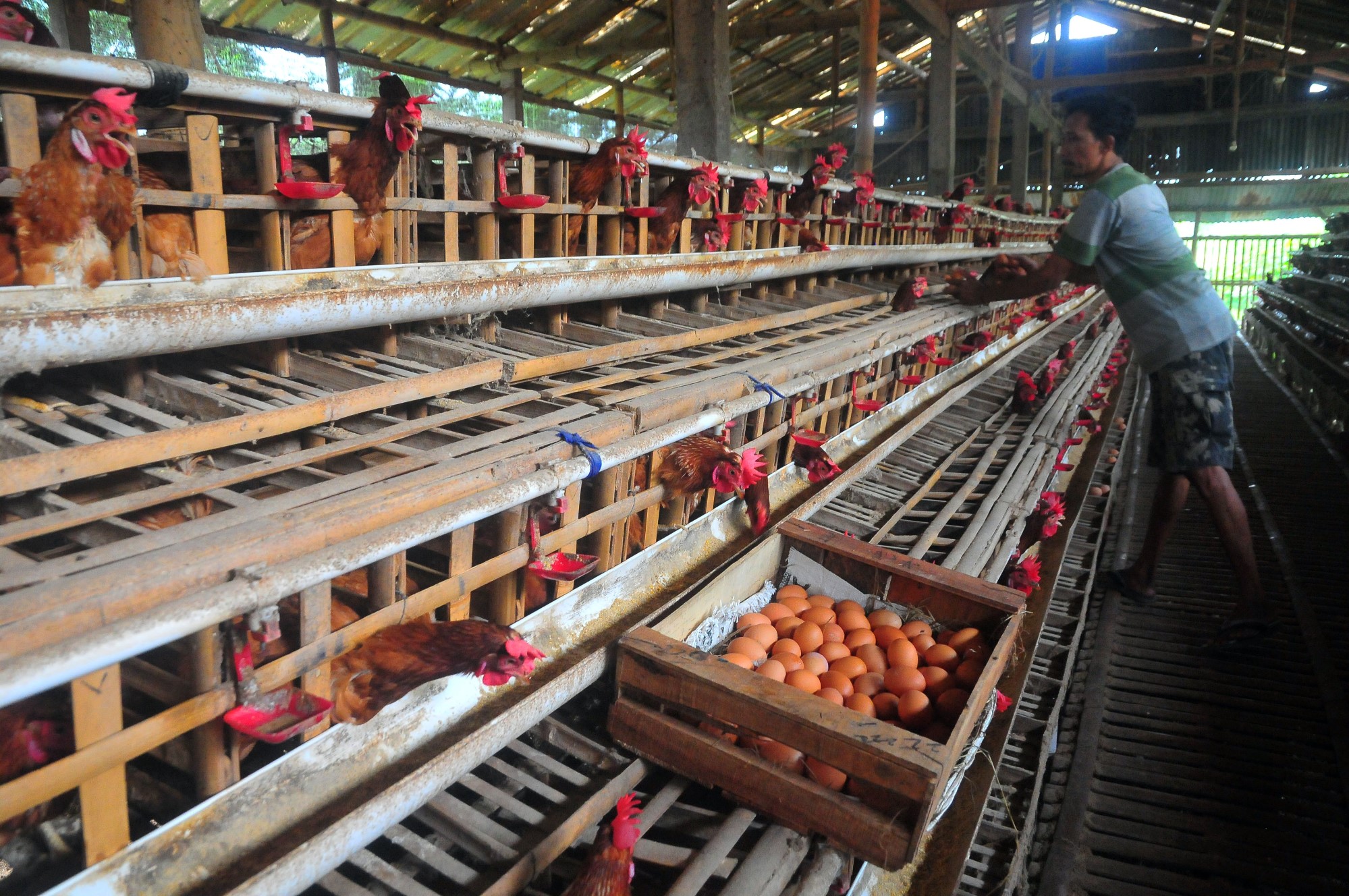Harga Telur Ayam Ras di Tingkat Peternak Naik