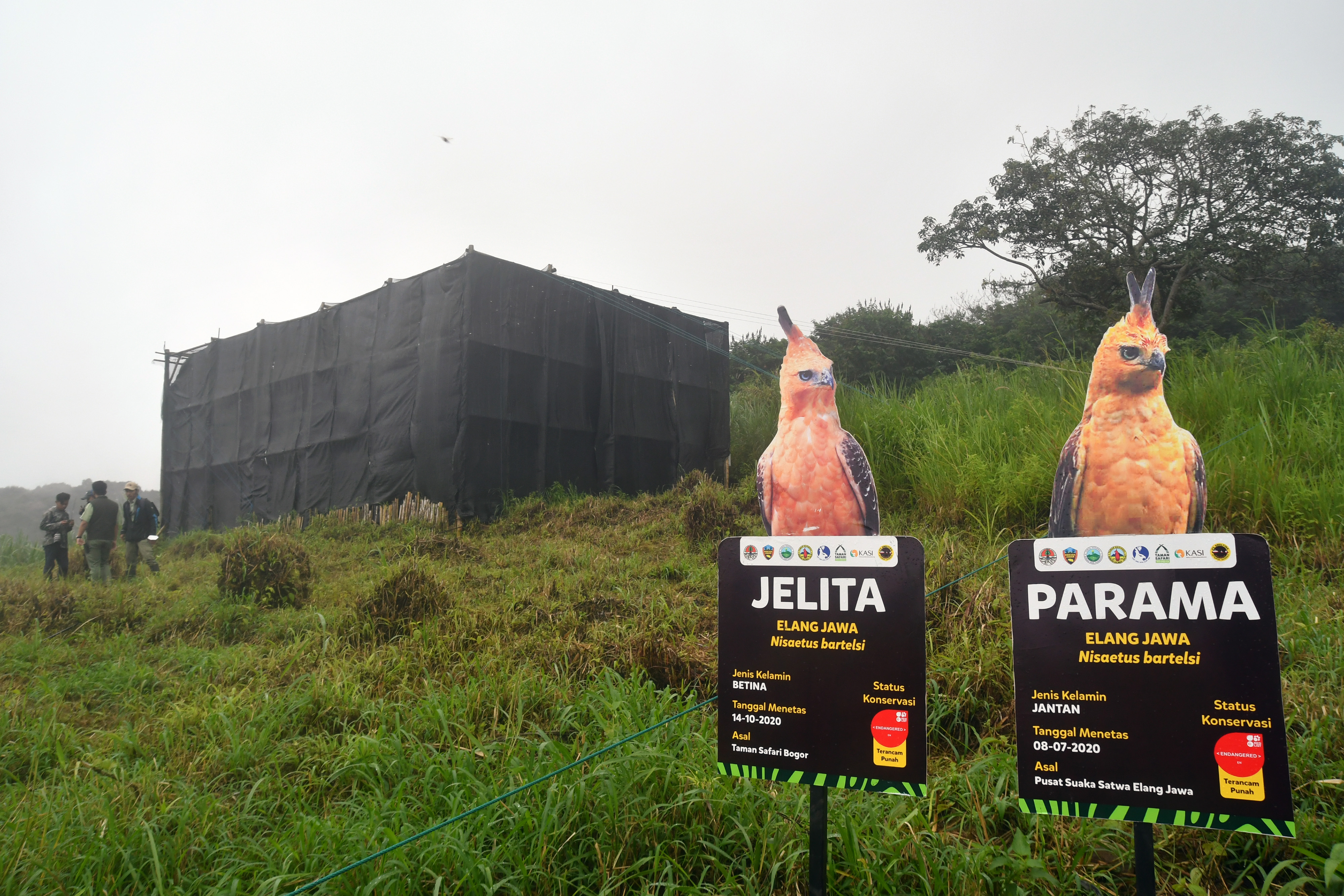Pelepasliaran Elang Jawa di Kaki Gunung Gede Pangrango