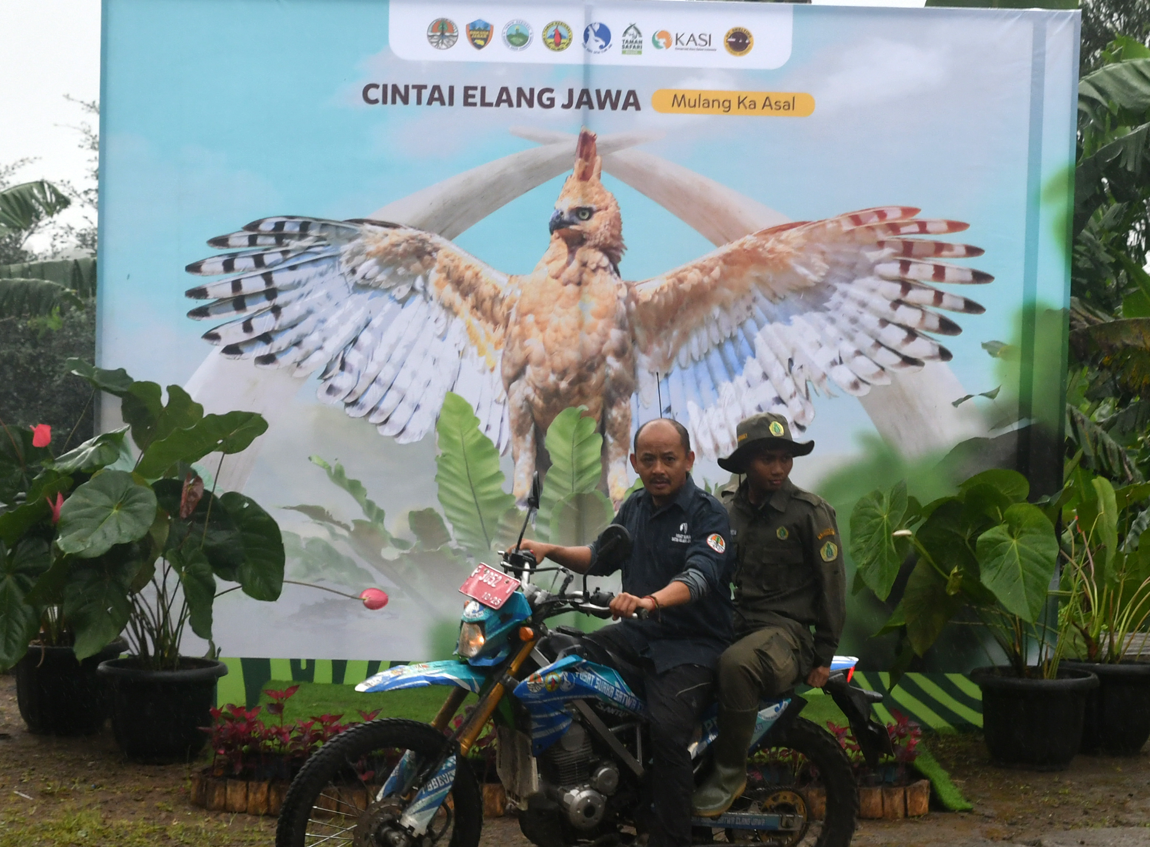 Pelepasliaran Elang Jawa di Kaki Gunung Gede Pangrango