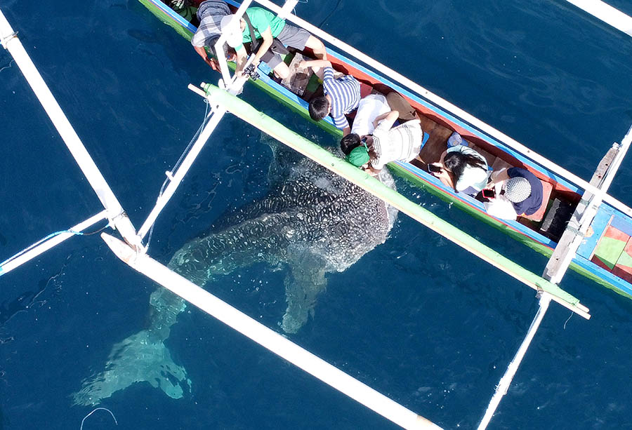 Wisata Unggulan Hiu Paus di Bone Bolango Gorontalo