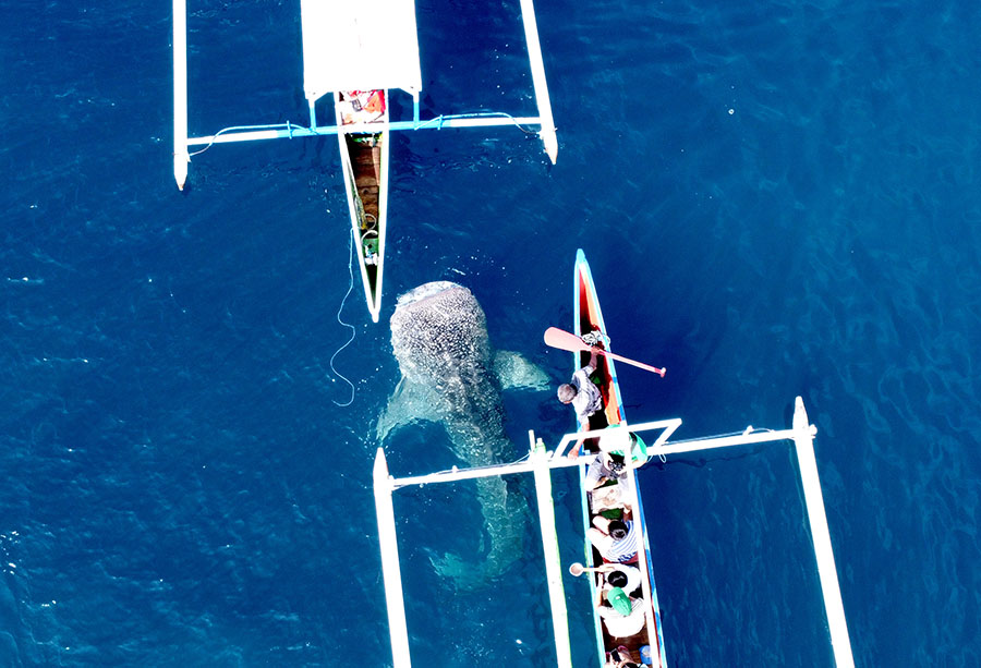 Wisata Unggulan Hiu Paus di Bone Bolango Gorontalo