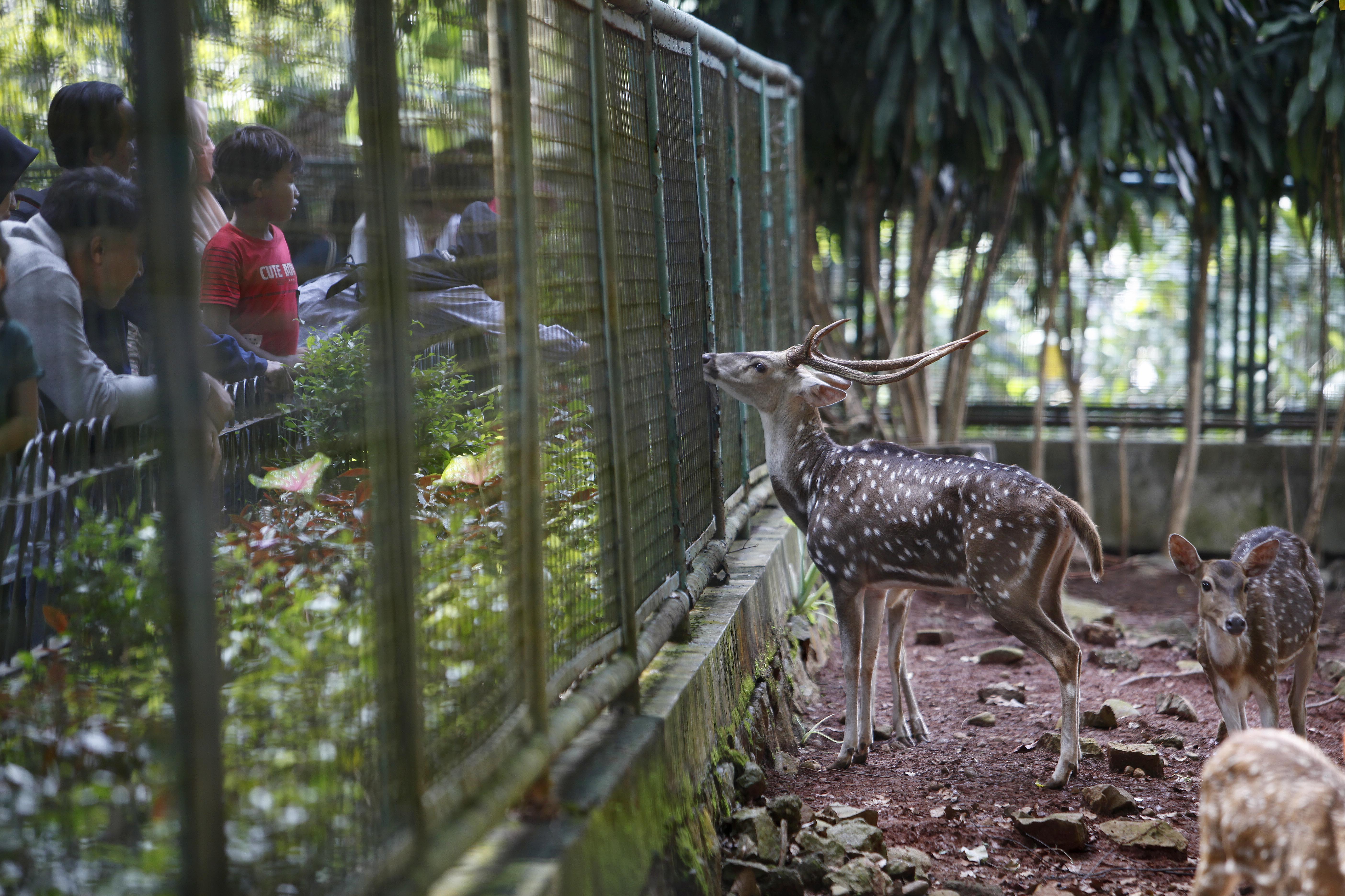 Taman Margasatwa Ragunan Ajukan Beautifikasi Kandang Rp 130 Miliar