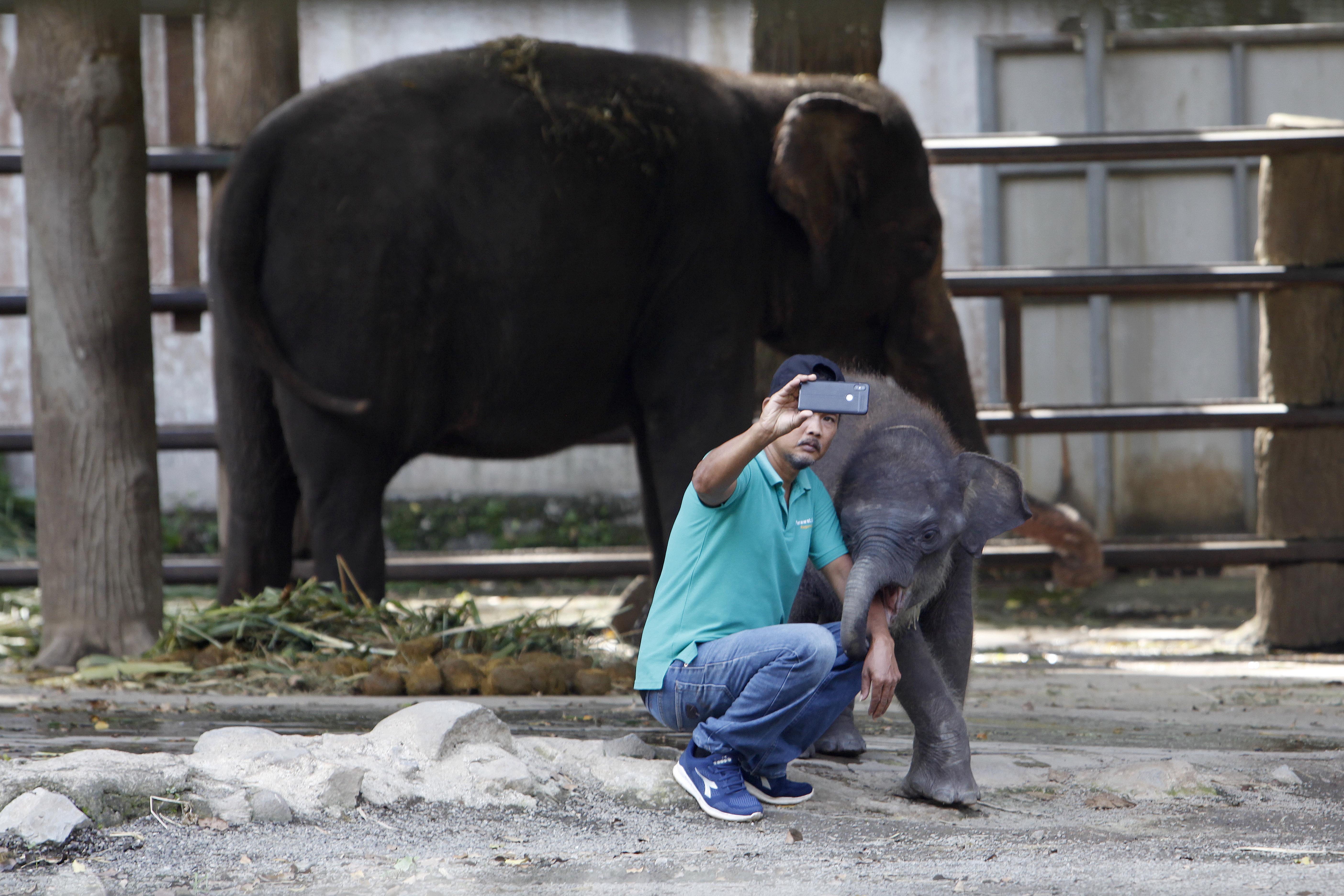 Taman Margasatwa Ragunan Ajukan Beautifikasi Kandang Rp 130 Miliar