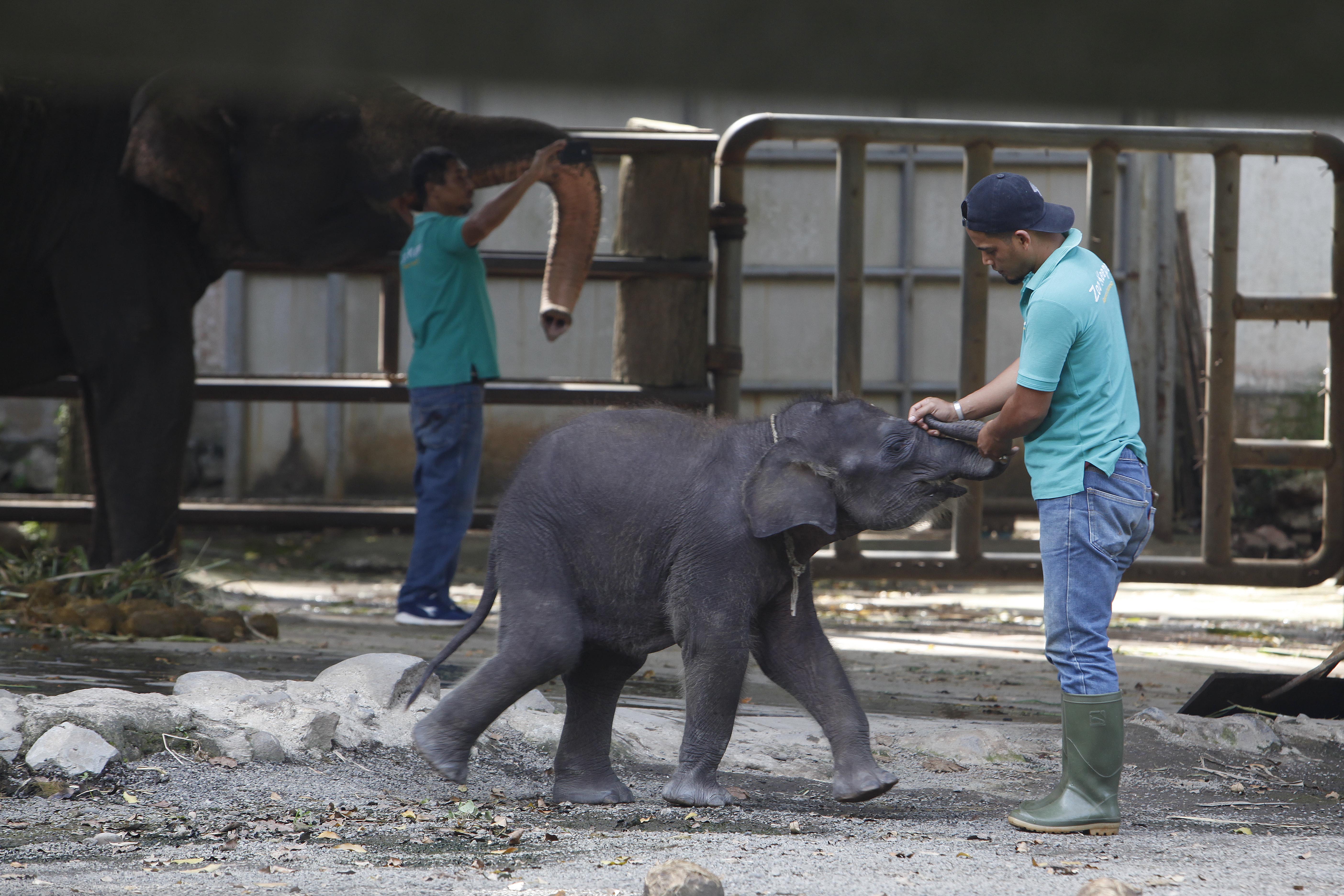 Taman Margasatwa Ragunan Ajukan Beautifikasi Kandang Rp 130 Miliar