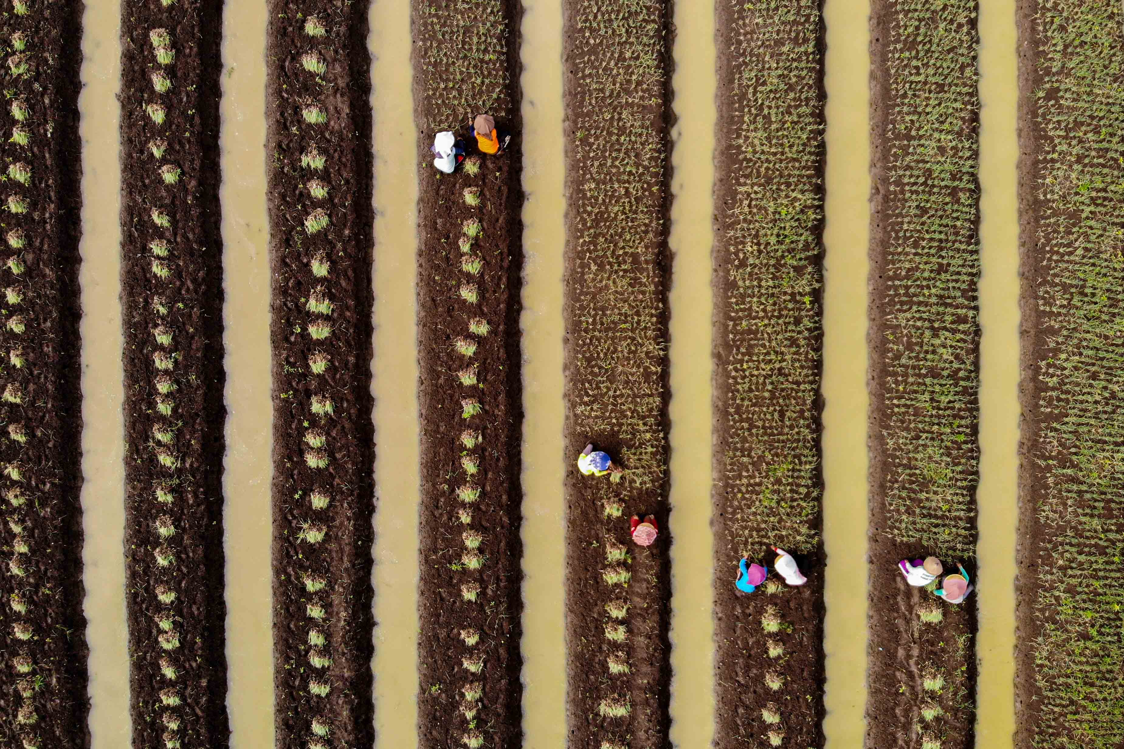 Panen Bawang Merah Lebih Awal di Jawa Timur