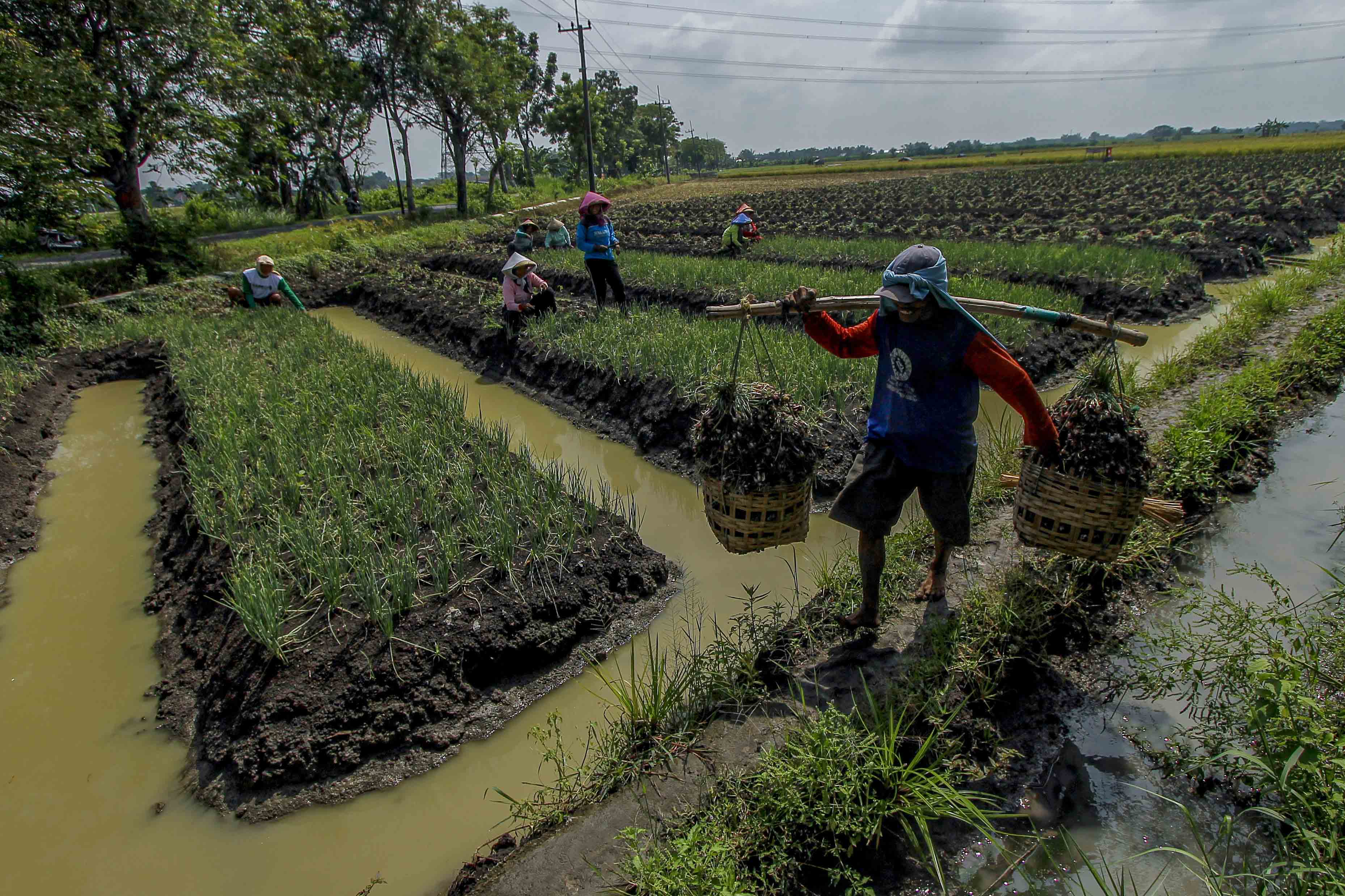 Panen Bawang Merah Lebih Awal di Jawa Timur