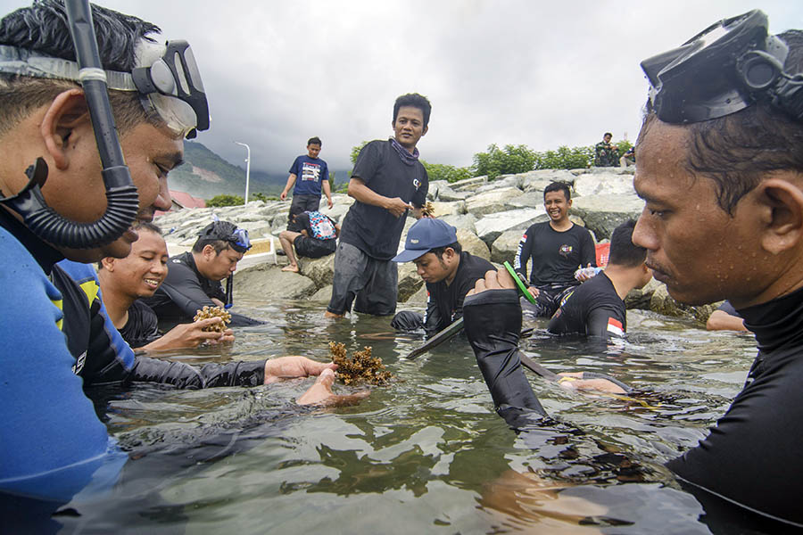 Transplantasi Terumbu Karang di Teluk Palu 