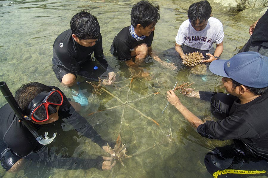 Transplantasi Terumbu Karang di Teluk Palu 