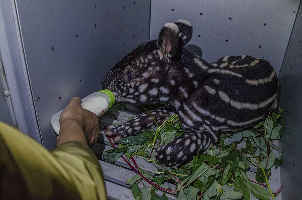 Penemuan Bayi Tapir