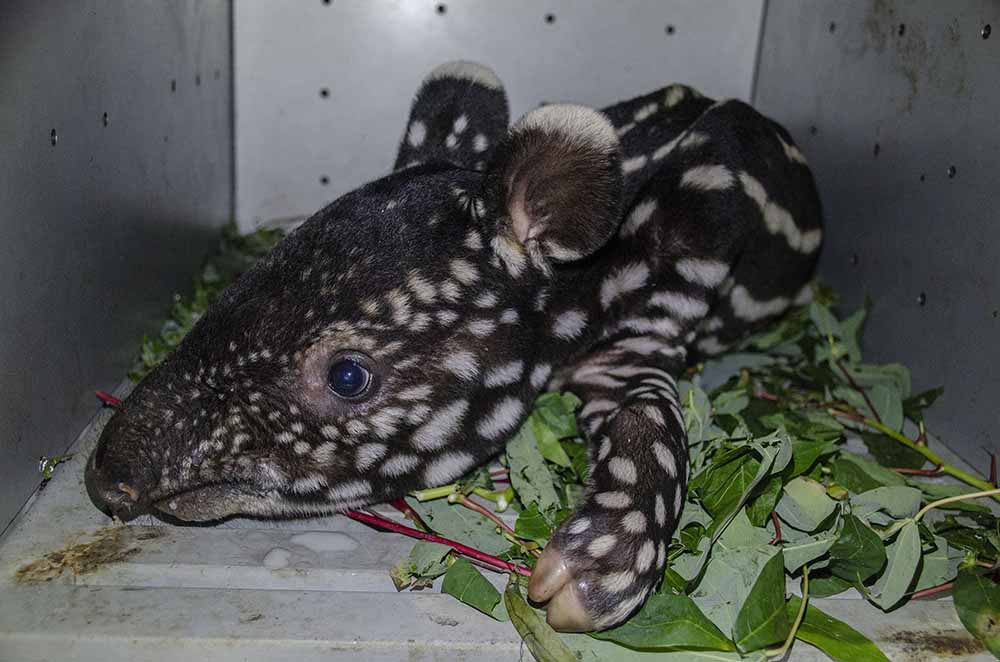 Penemuan Bayi Tapir