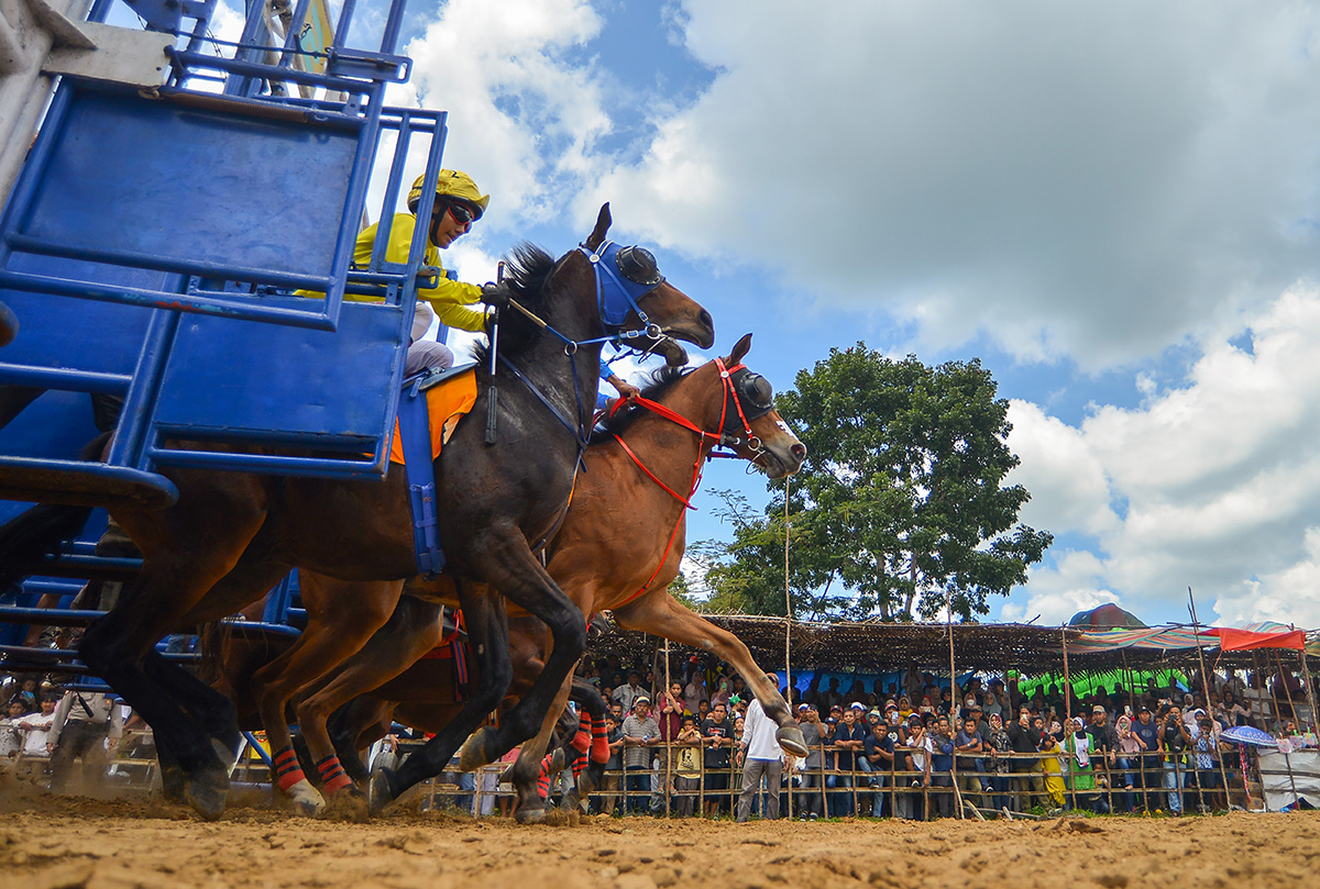 Pacu Kuda Tanah Datar