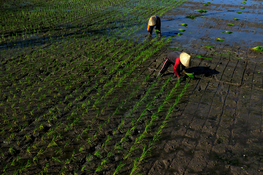 Dampak Sensus Pertanian 2023