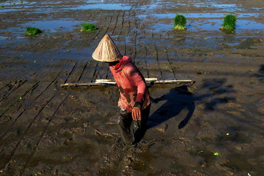 Dampak Sensus Pertanian 2023