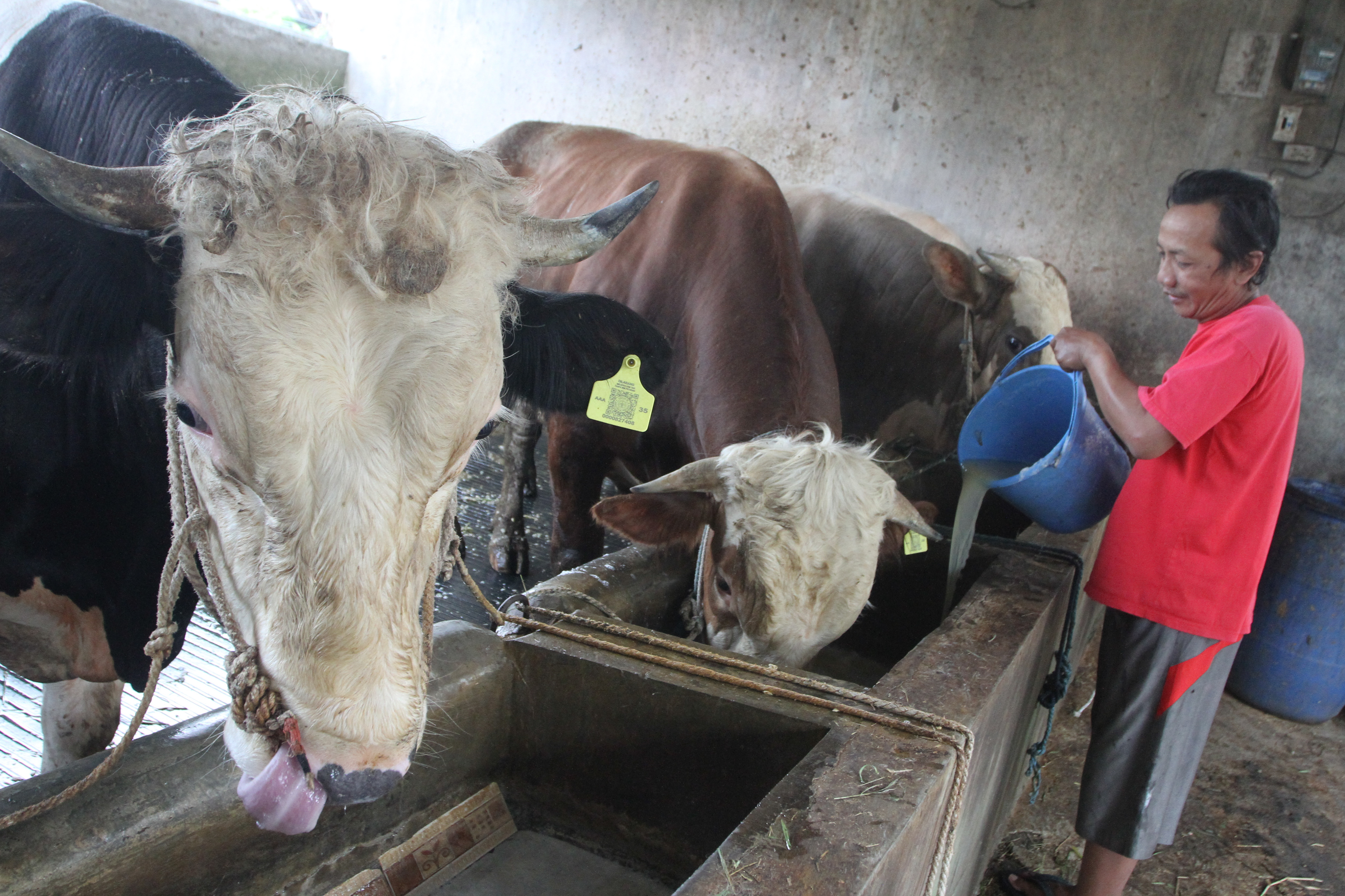 Pemanfaatan Limbah Ampas Kedelai untuk Pakan Sapi