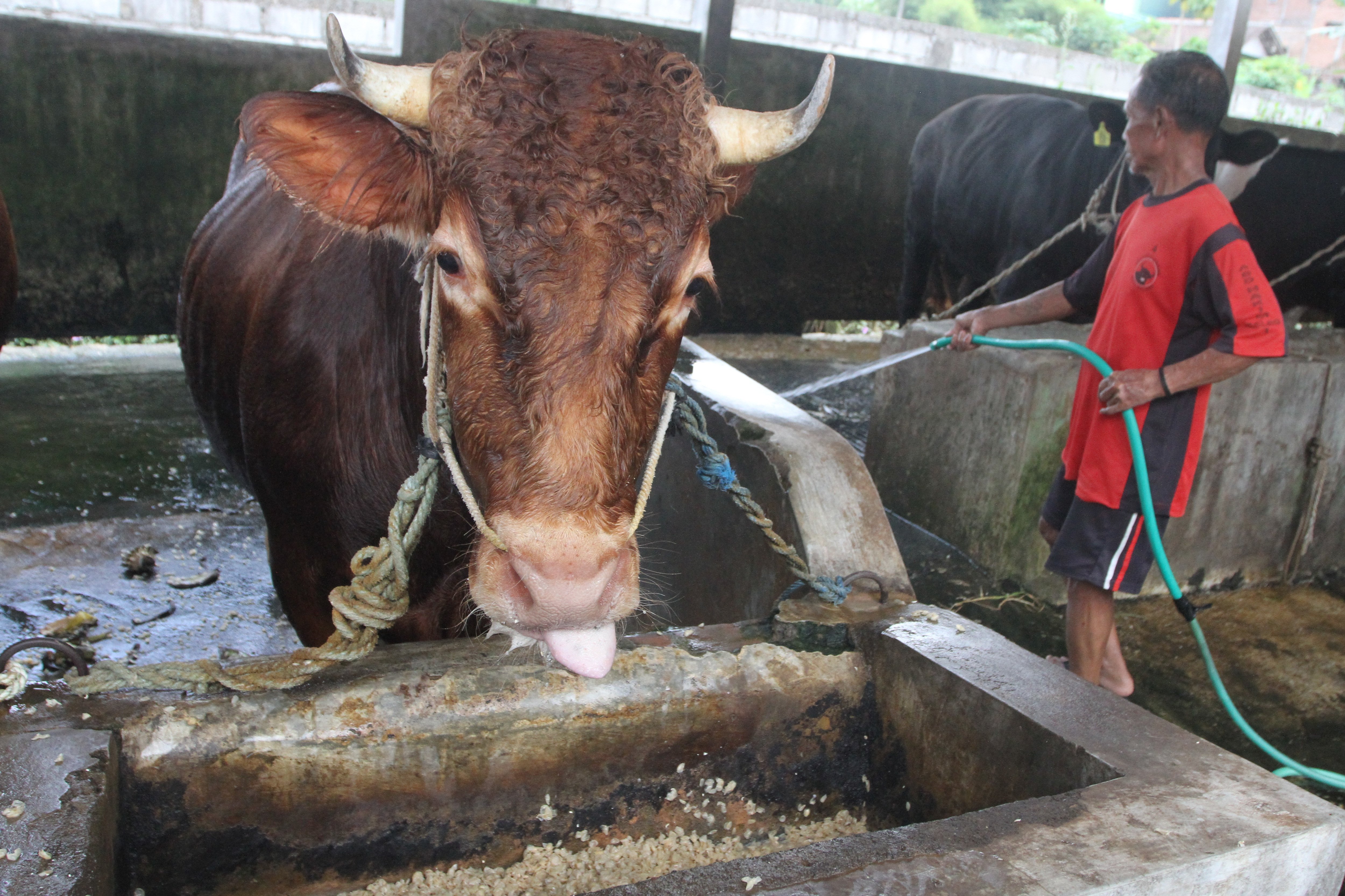 Pemanfaatan Limbah Ampas Kedelai untuk Pakan Sapi