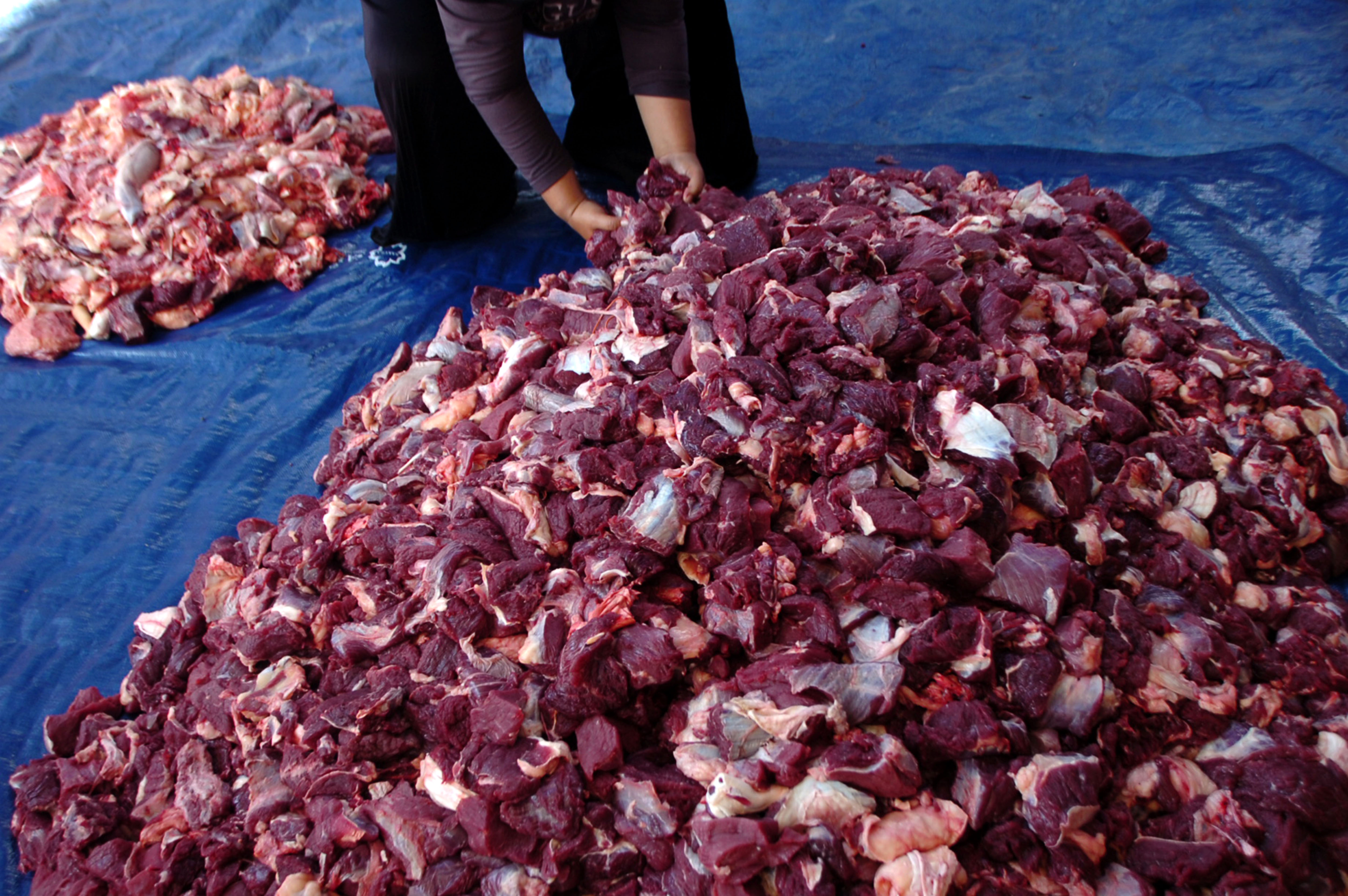 Sapi Kurban Terbesar di Indonesia